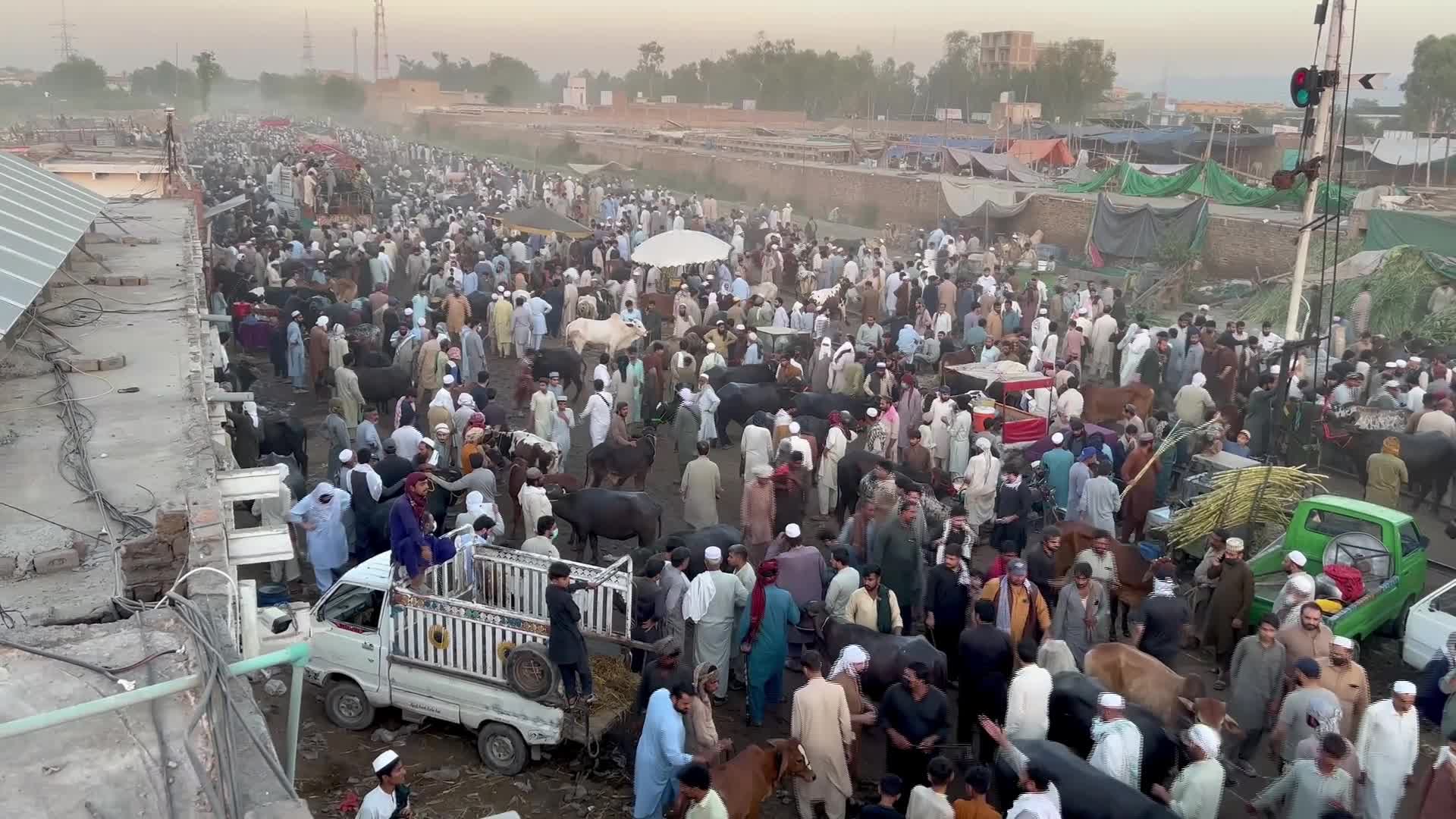 Eid al-Adha preparations at livestock market in Peshawar - 05/25/2026