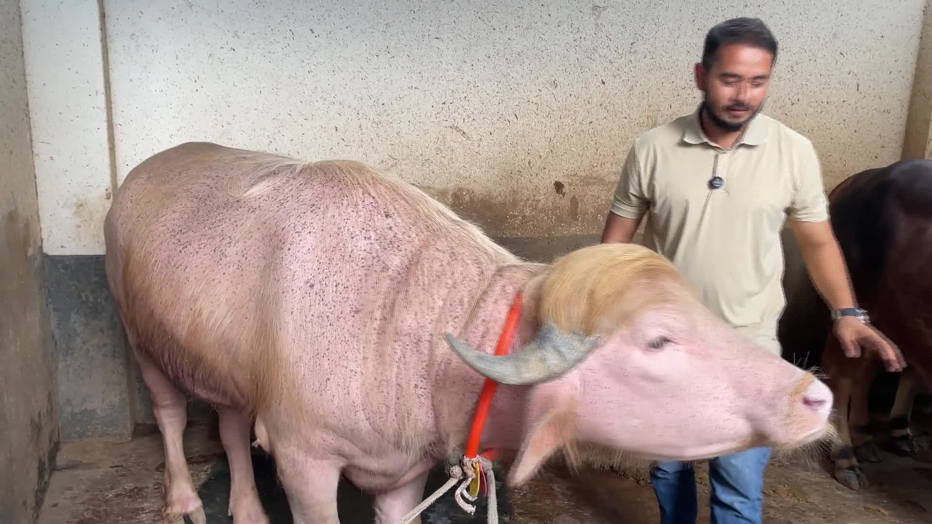 (EN VOICED) Bangladesh spares viral ‘Donald Trump’ buffalo from Eid sacrifice