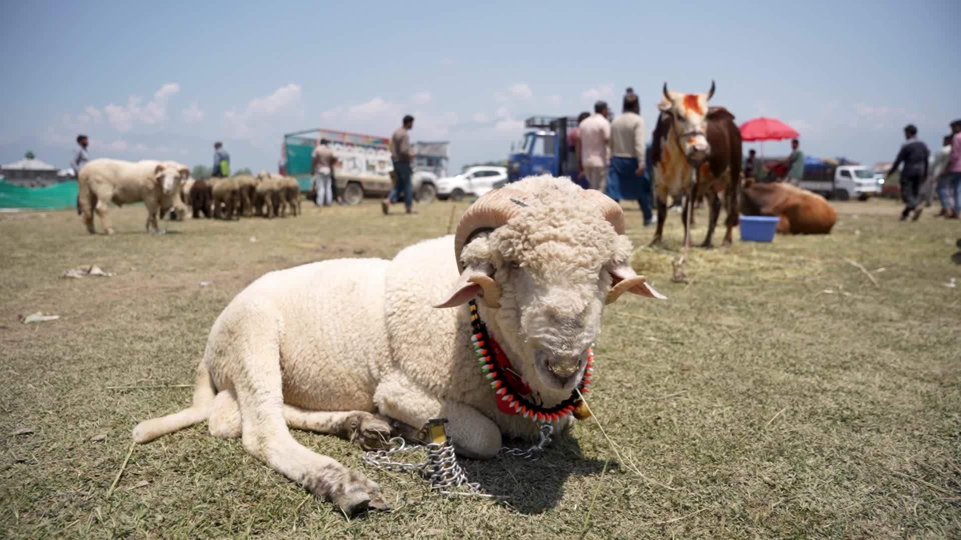 Sacrificial sheep on sale seen at a makeshift market ahead of Eid al-Adha