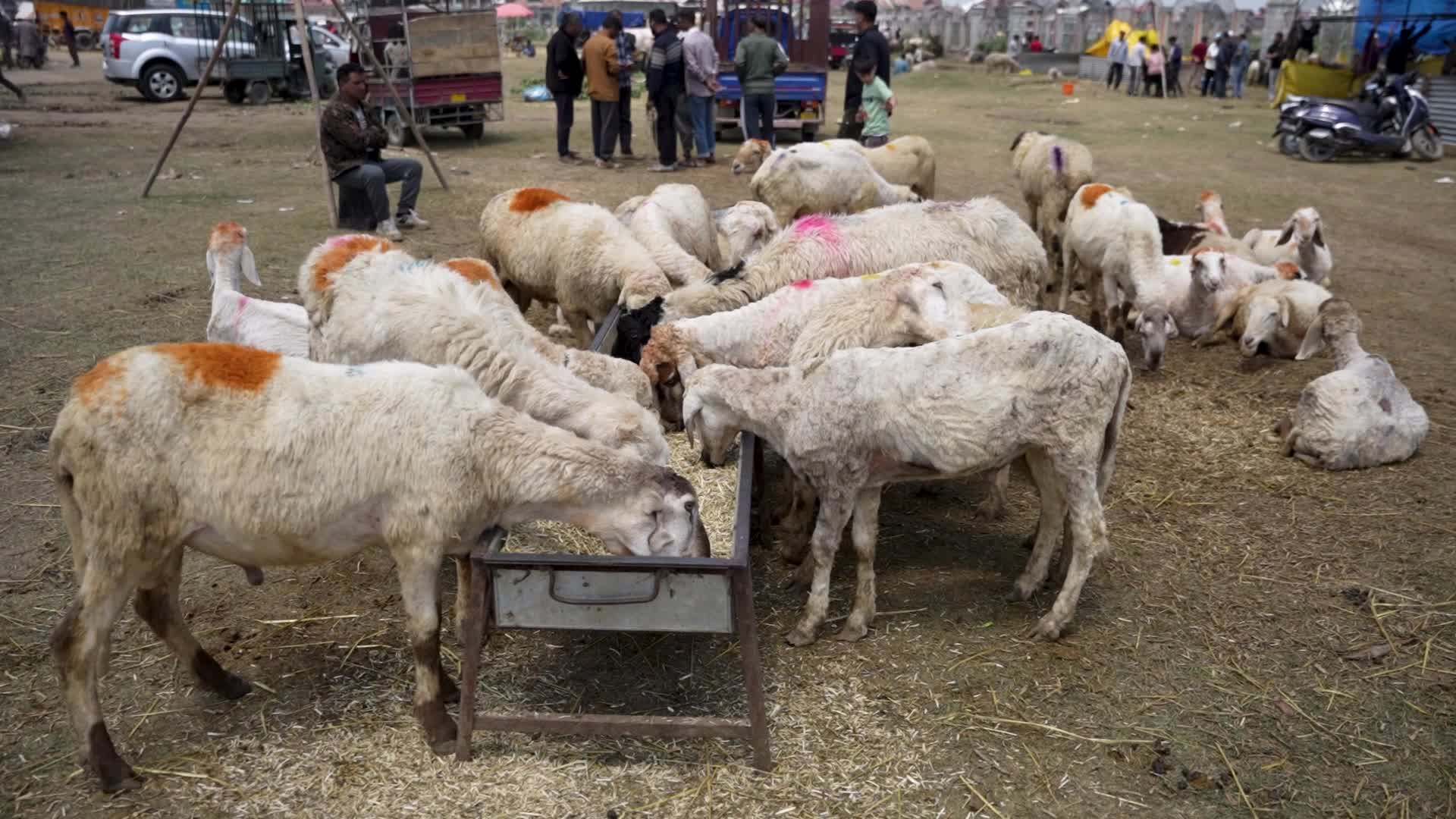 Sacrificial sheep on sale seen at a makeshift market ahead of Eid al-Adha