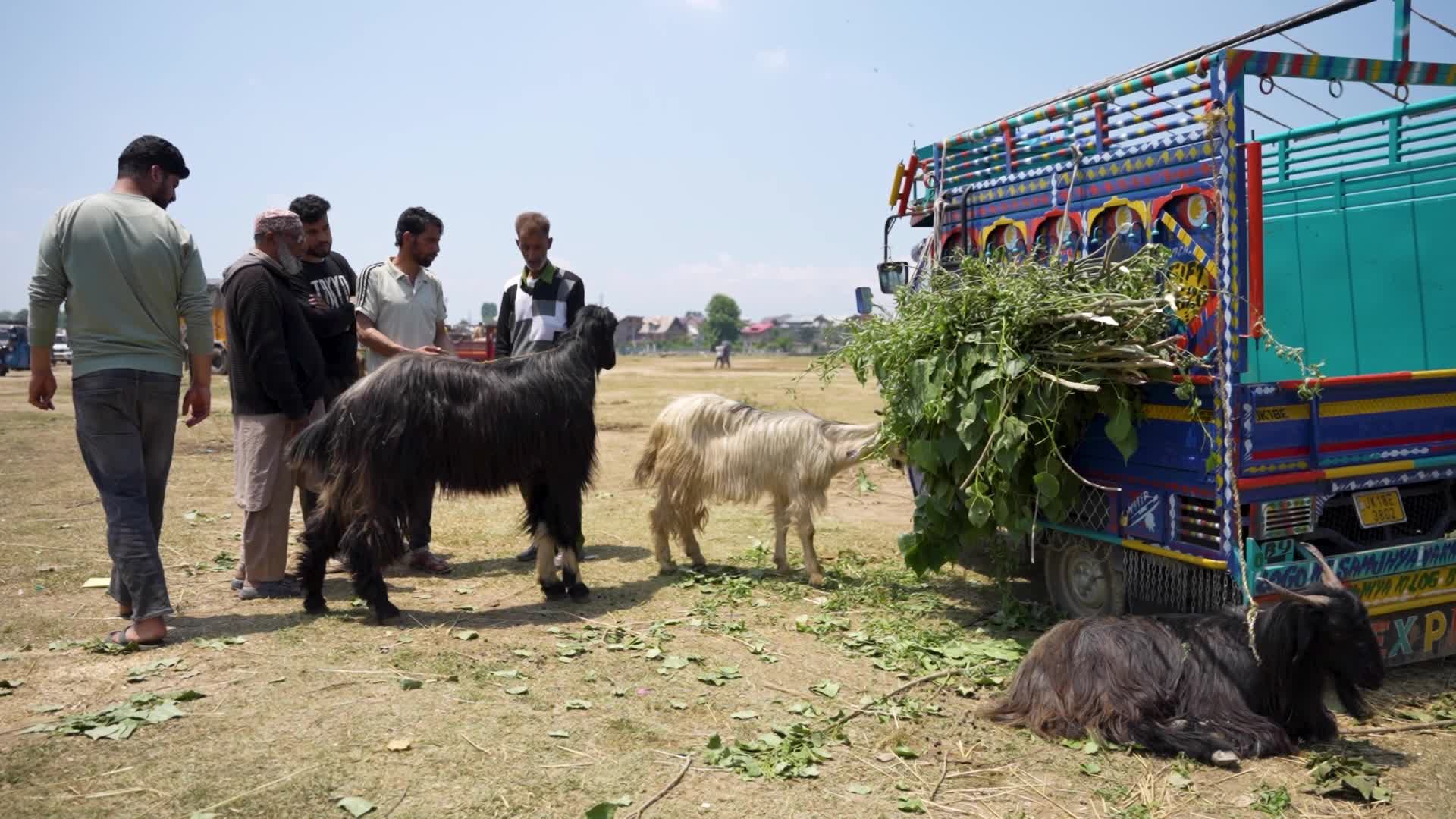 Sacrificial sheep on sale seen at a makeshift market ahead of Eid al-Adha