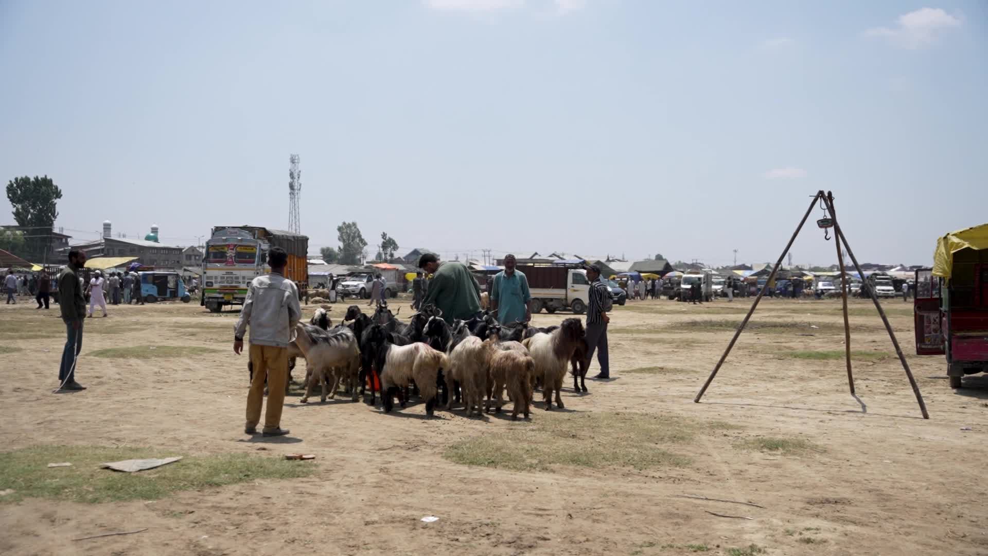 Sacrificial sheep on sale seen at a makeshift market ahead of Eid al-Adha