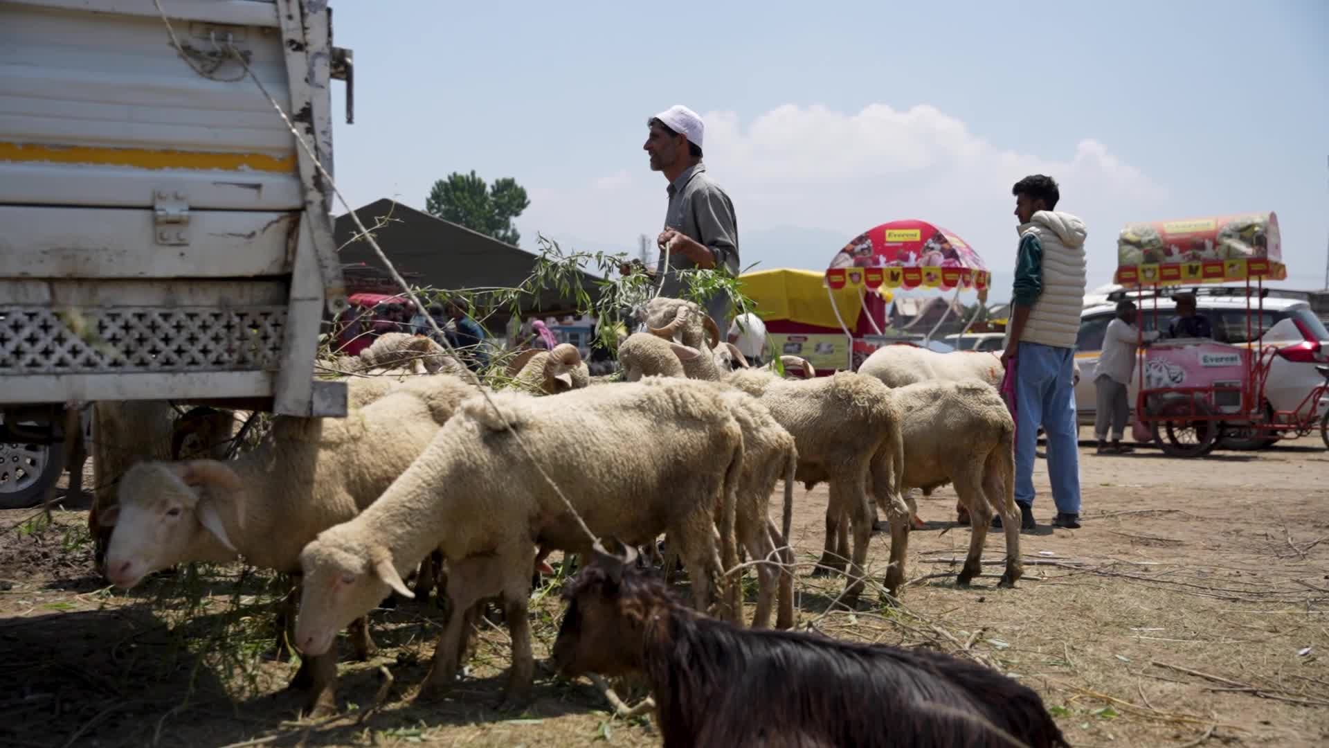 Sacrificial sheep on sale seen at a makeshift market ahead of Eid al-Adha
