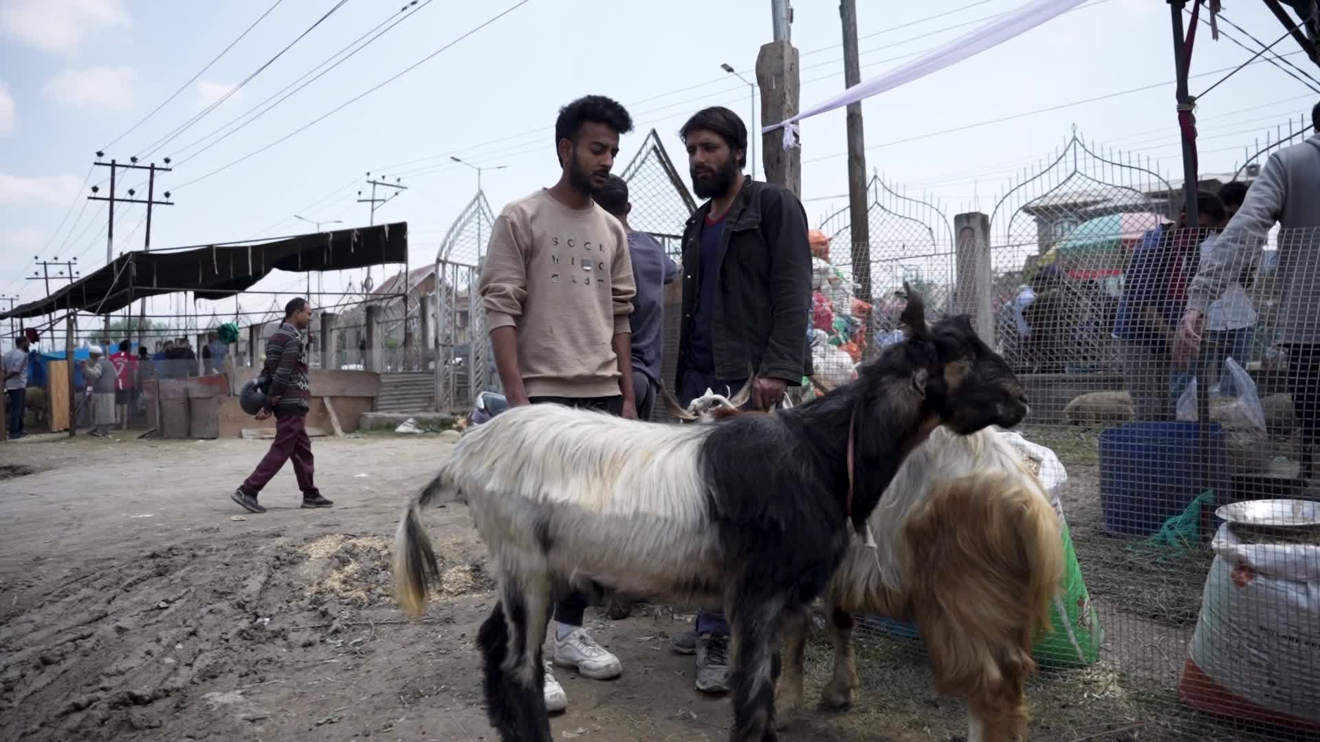 Sacrificial sheep on sale seen at a makeshift market ahead of Eid al-Adha