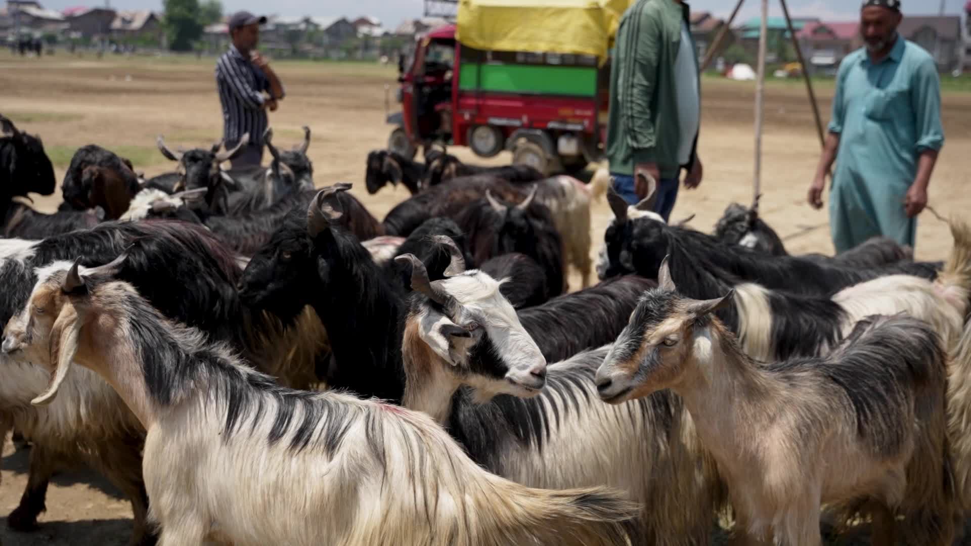 Sacrificial sheep on sale seen at a makeshift market ahead of Eid al-Adha