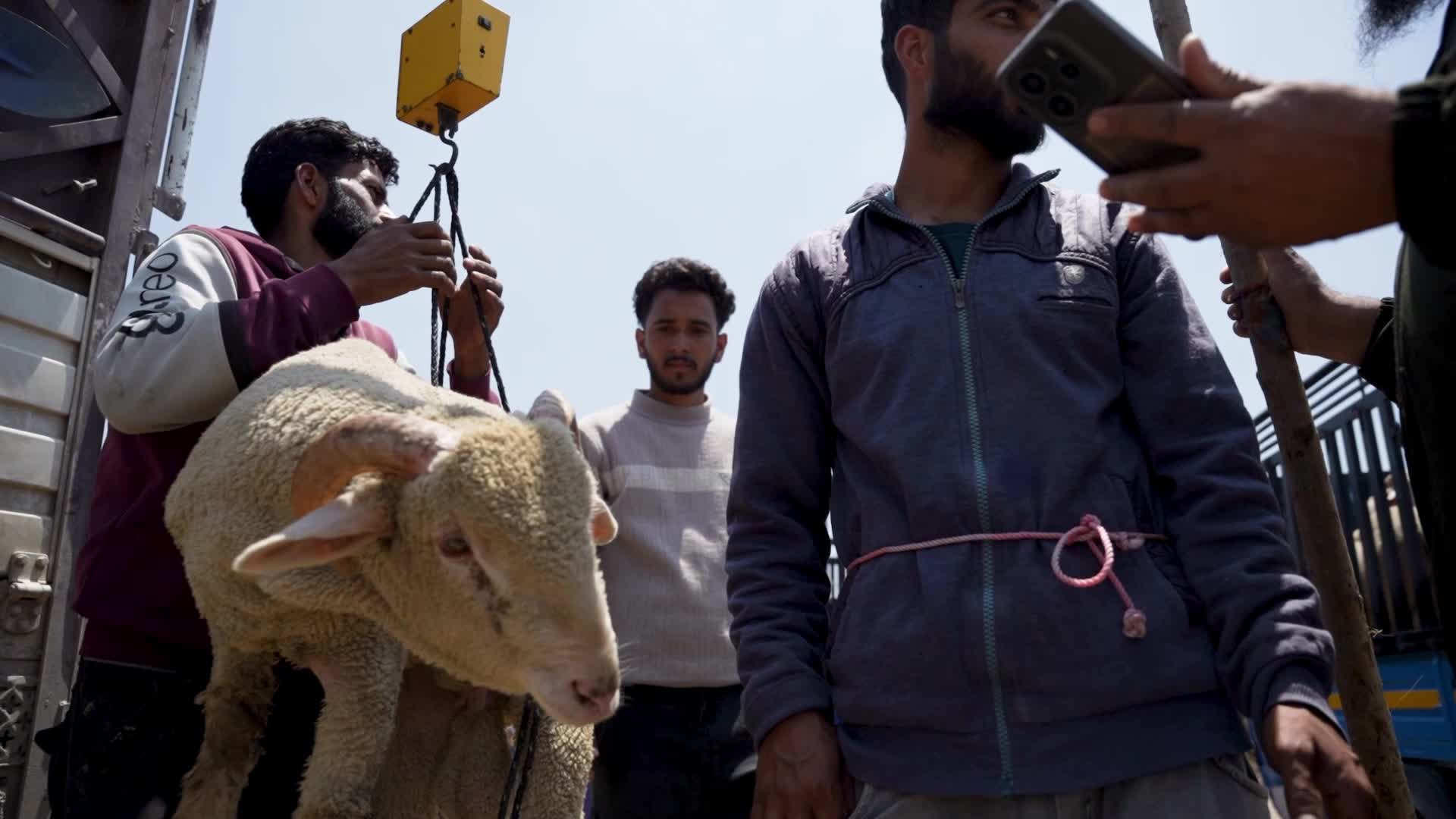 Sacrificial sheep on sale seen at a makeshift market ahead of Eid al-Adha