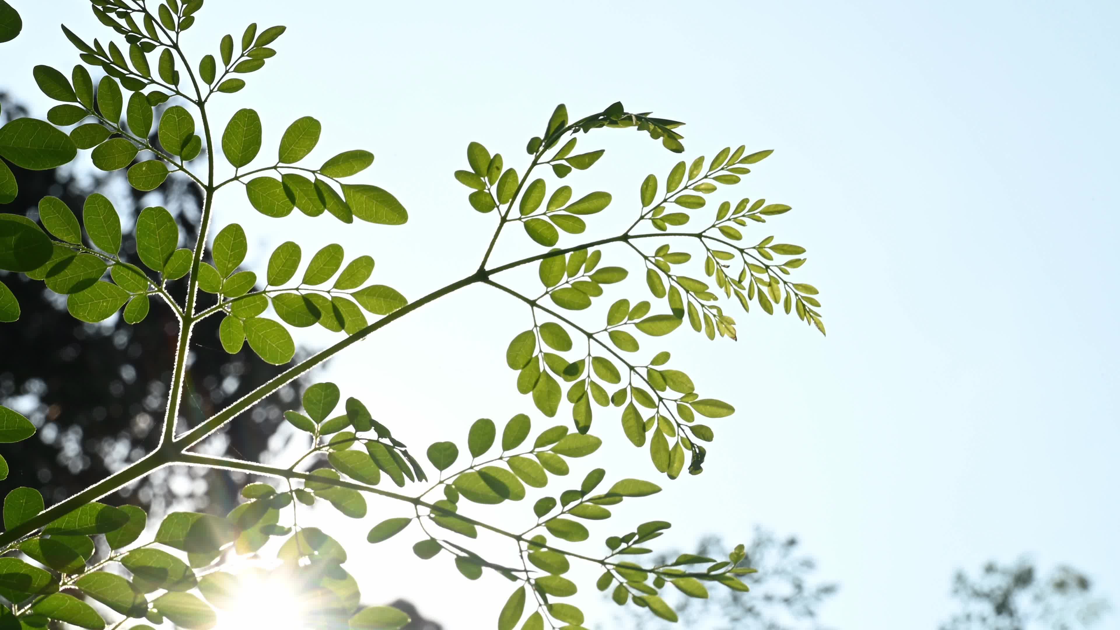 The Miracle Tree Moringa - Moringa Leaves