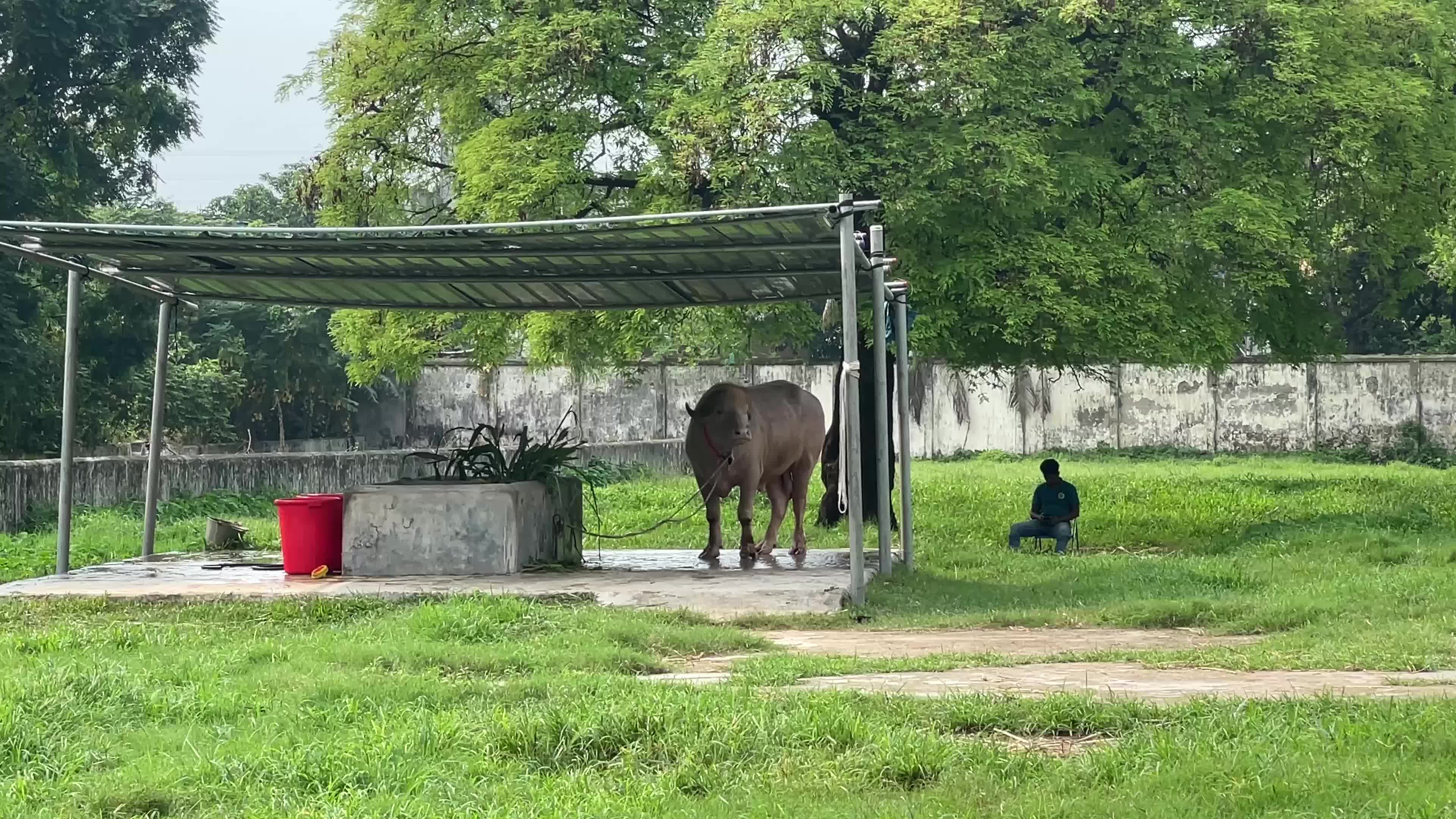 Donald Trump Buffalo