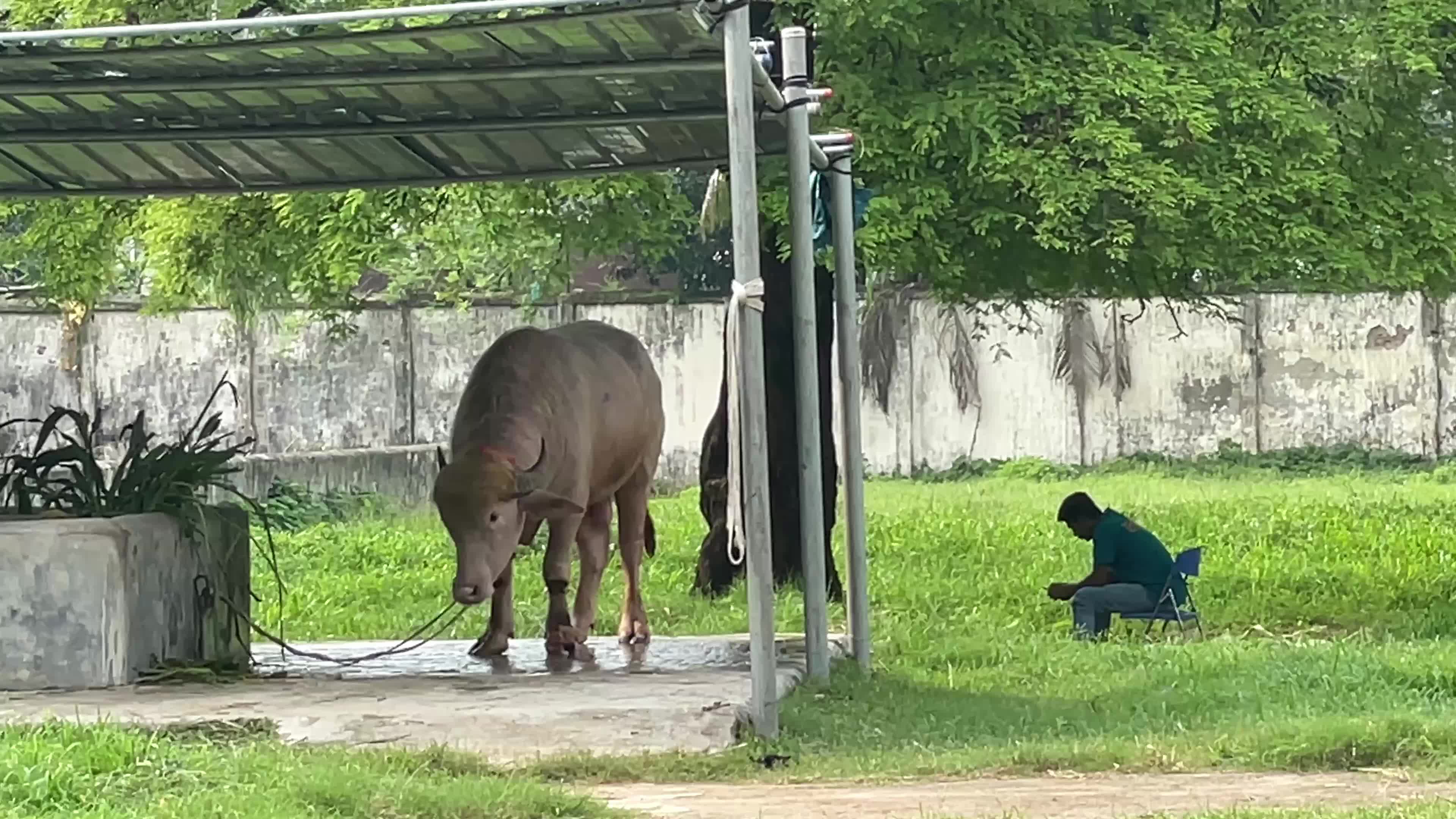 Donald Trump Buffalo