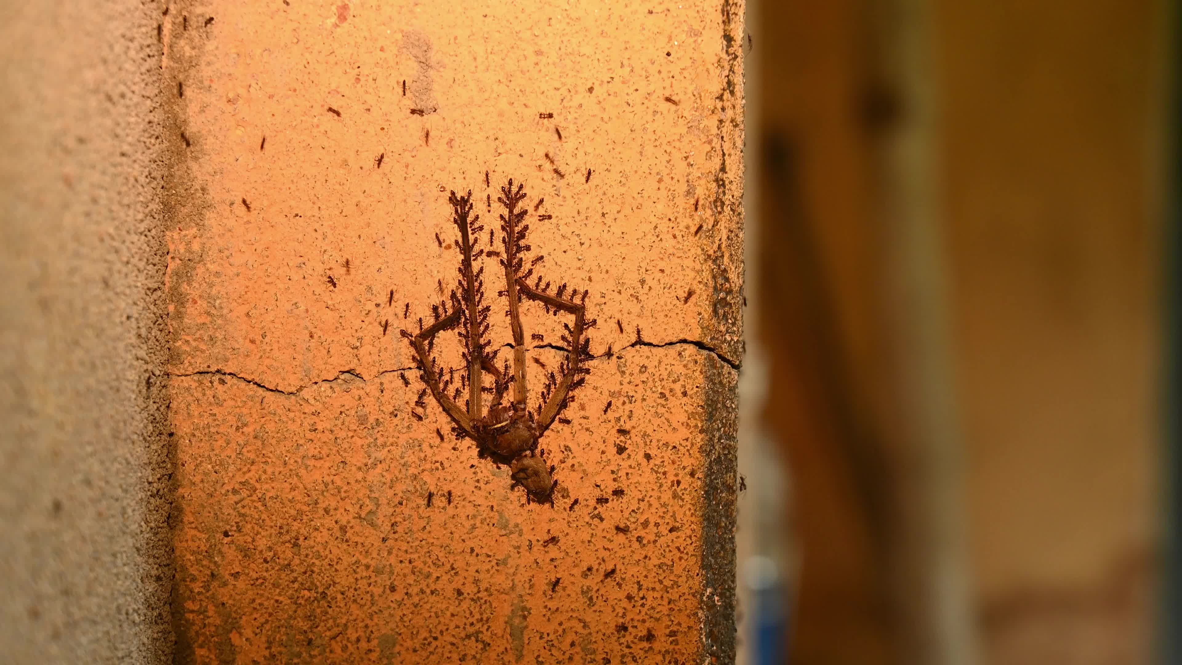 Longhorn Crazy Ant (Paratrechina Longicornis) - Huntsman spider - Domestic Pest