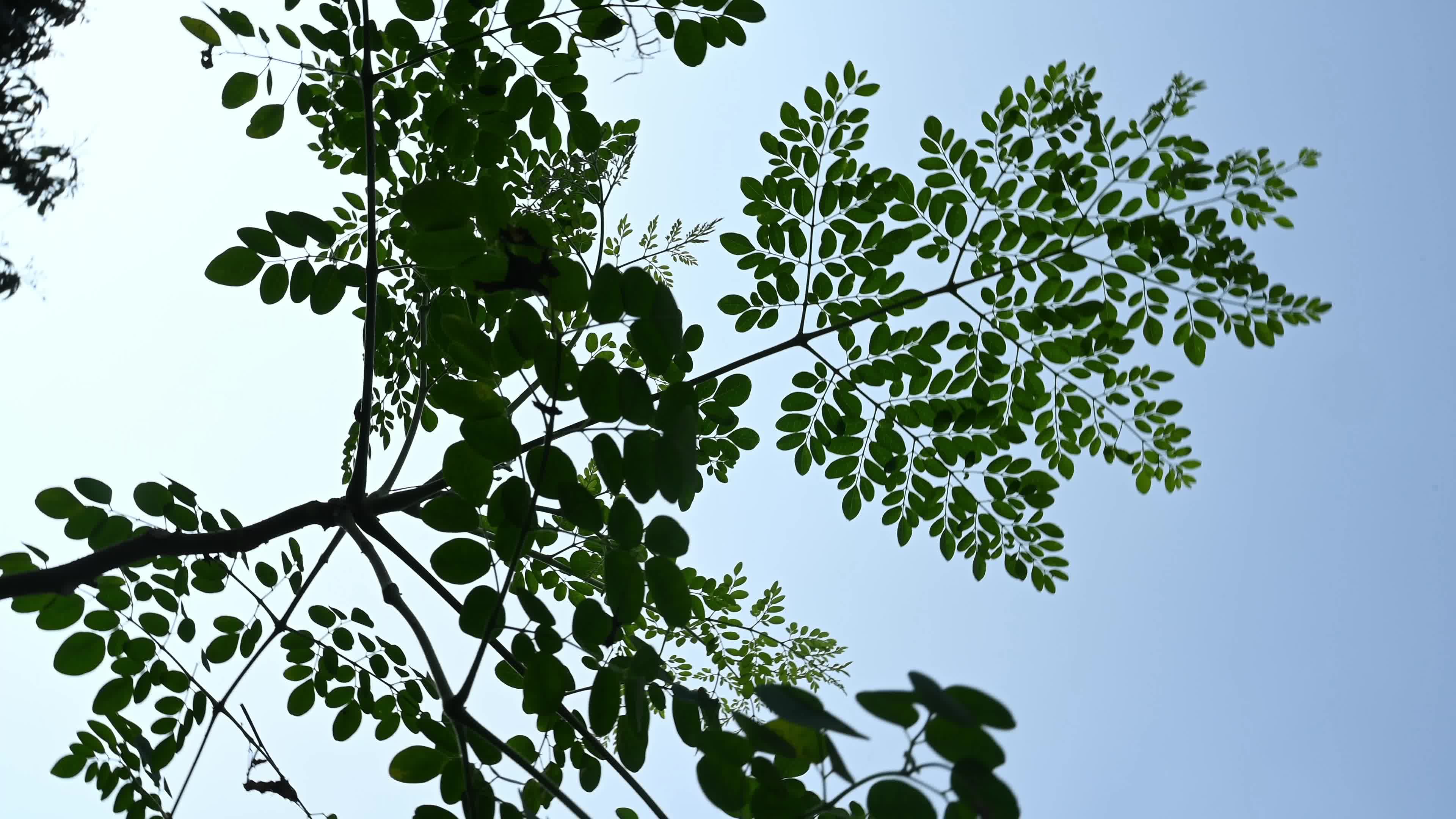 The Miracle Tree Moringa - Moringa Leaves