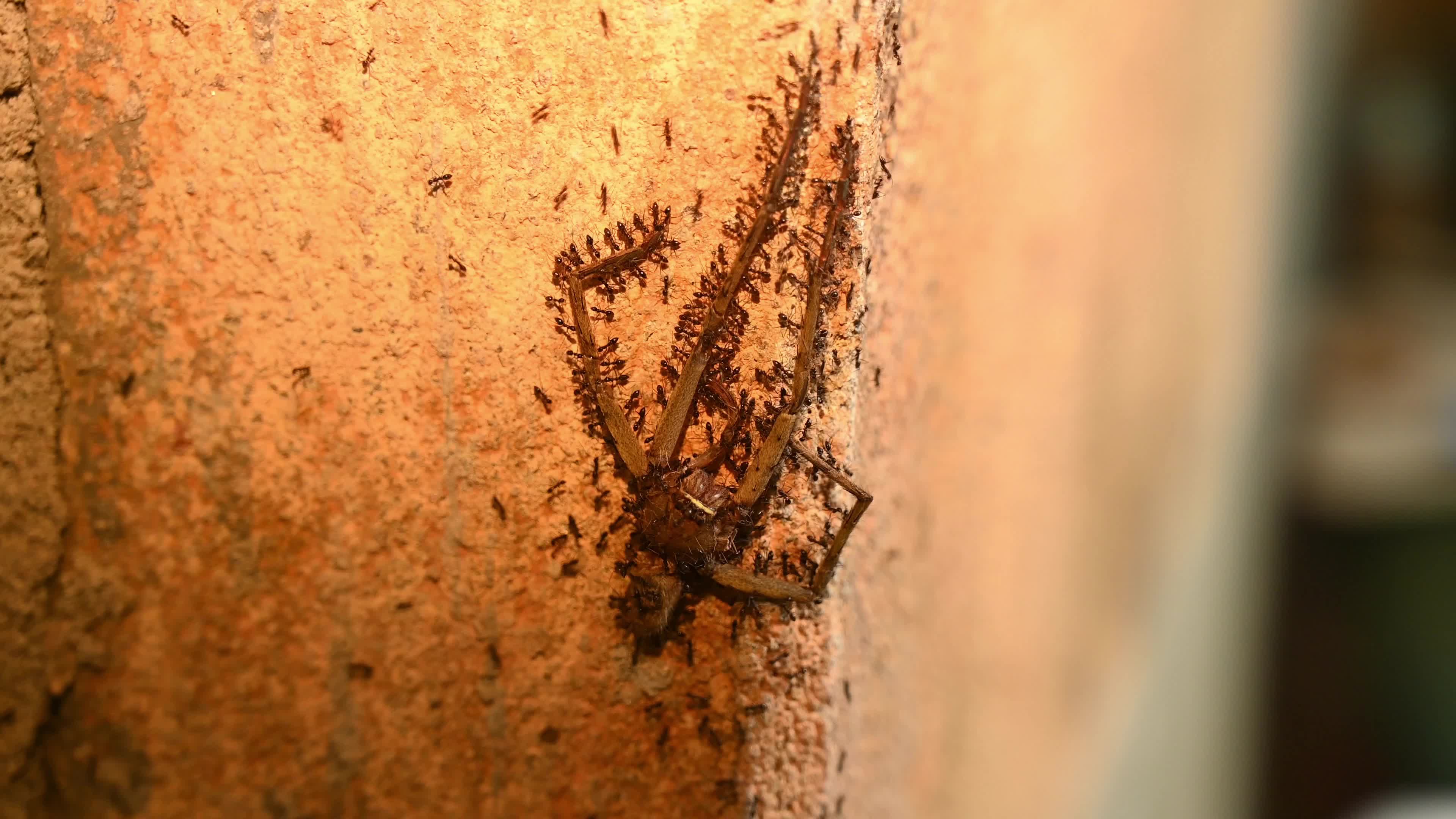 Longhorn Crazy Ant (Paratrechina Longicornis) - Huntsman spider - Domestic Pest