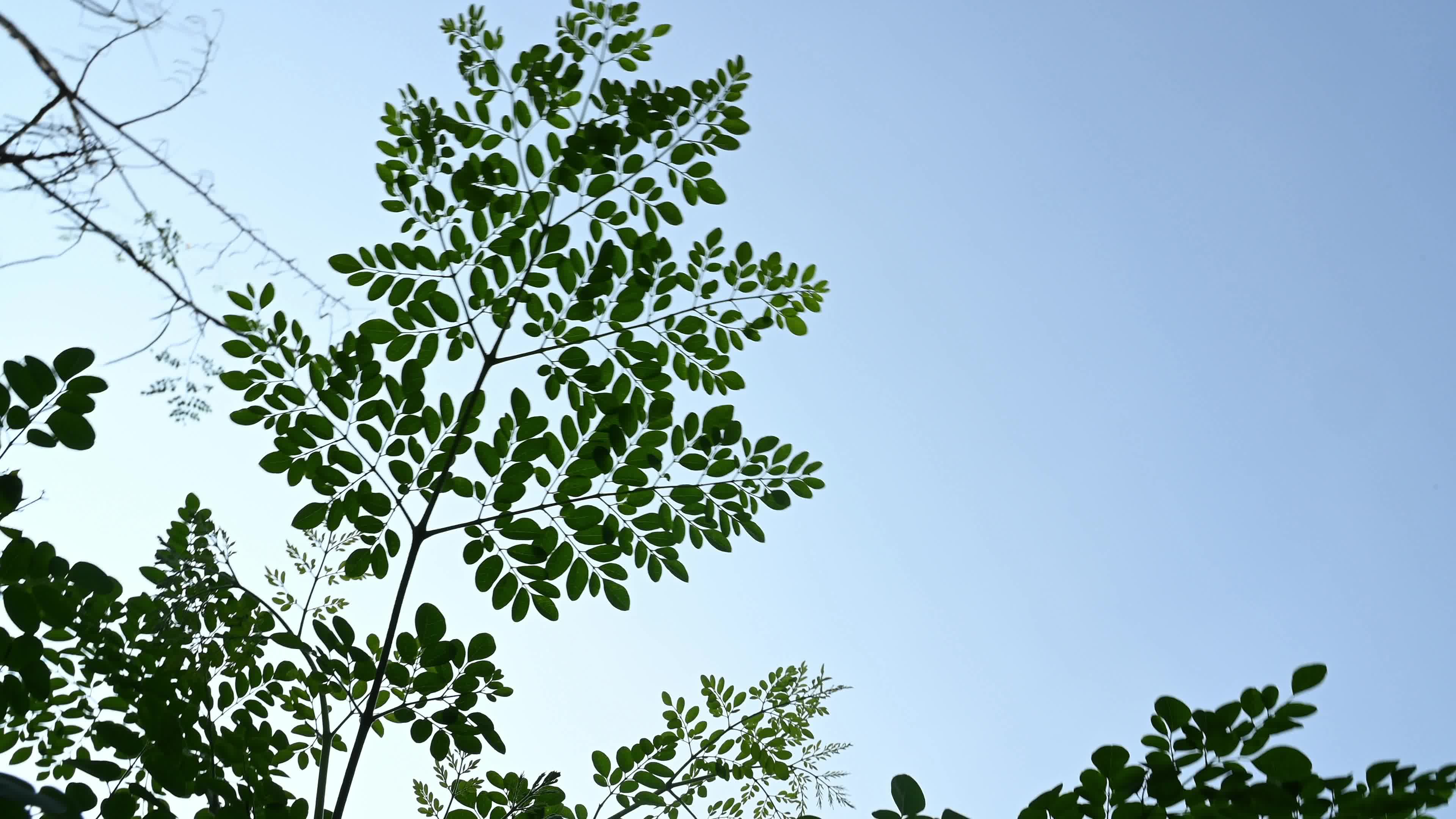 The Miracle Tree Moringa - Moringa Leaves