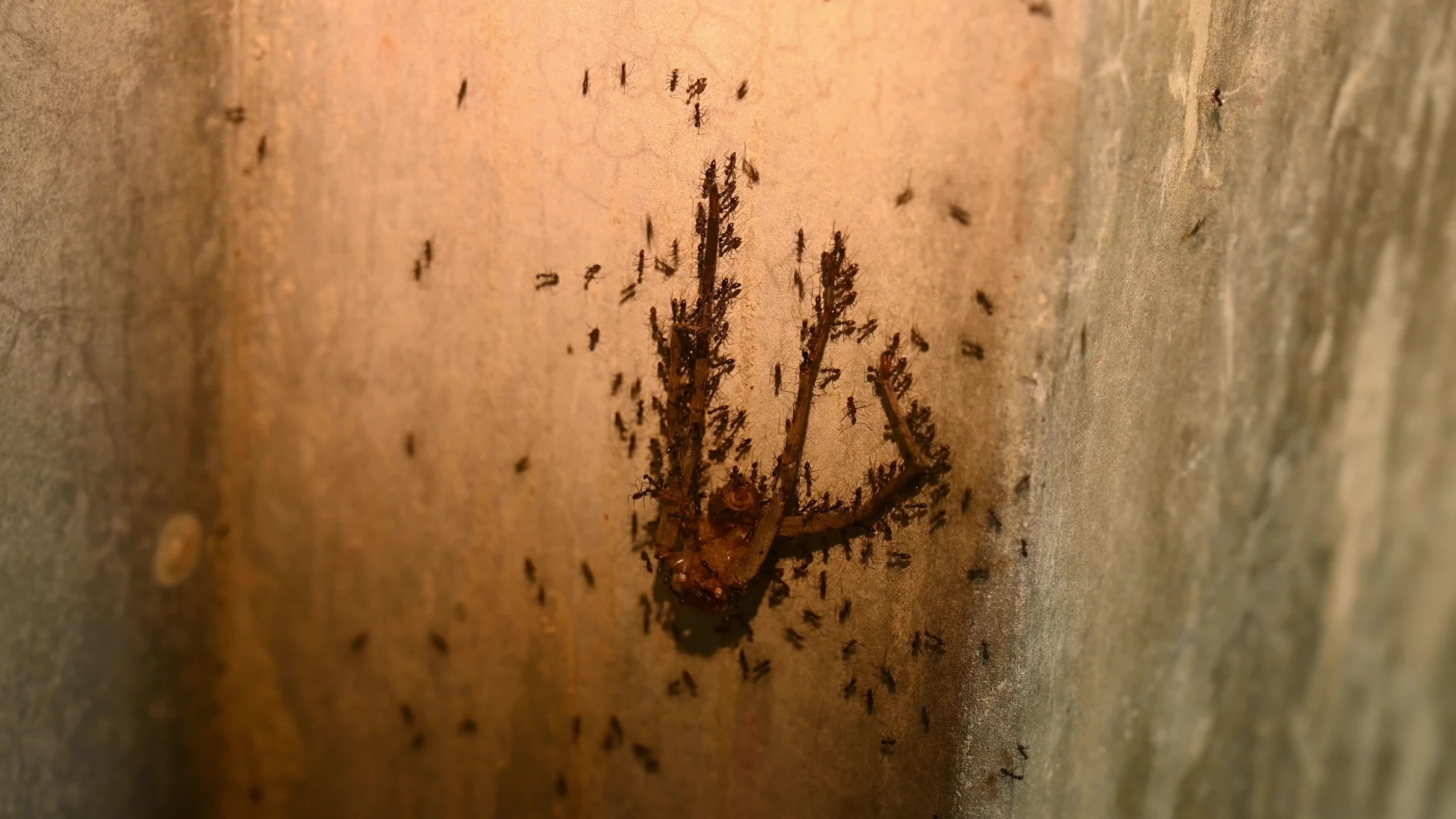 Longhorn Crazy Ant (Paratrechina Longicornis) - Huntsman spider - Domestic Pest