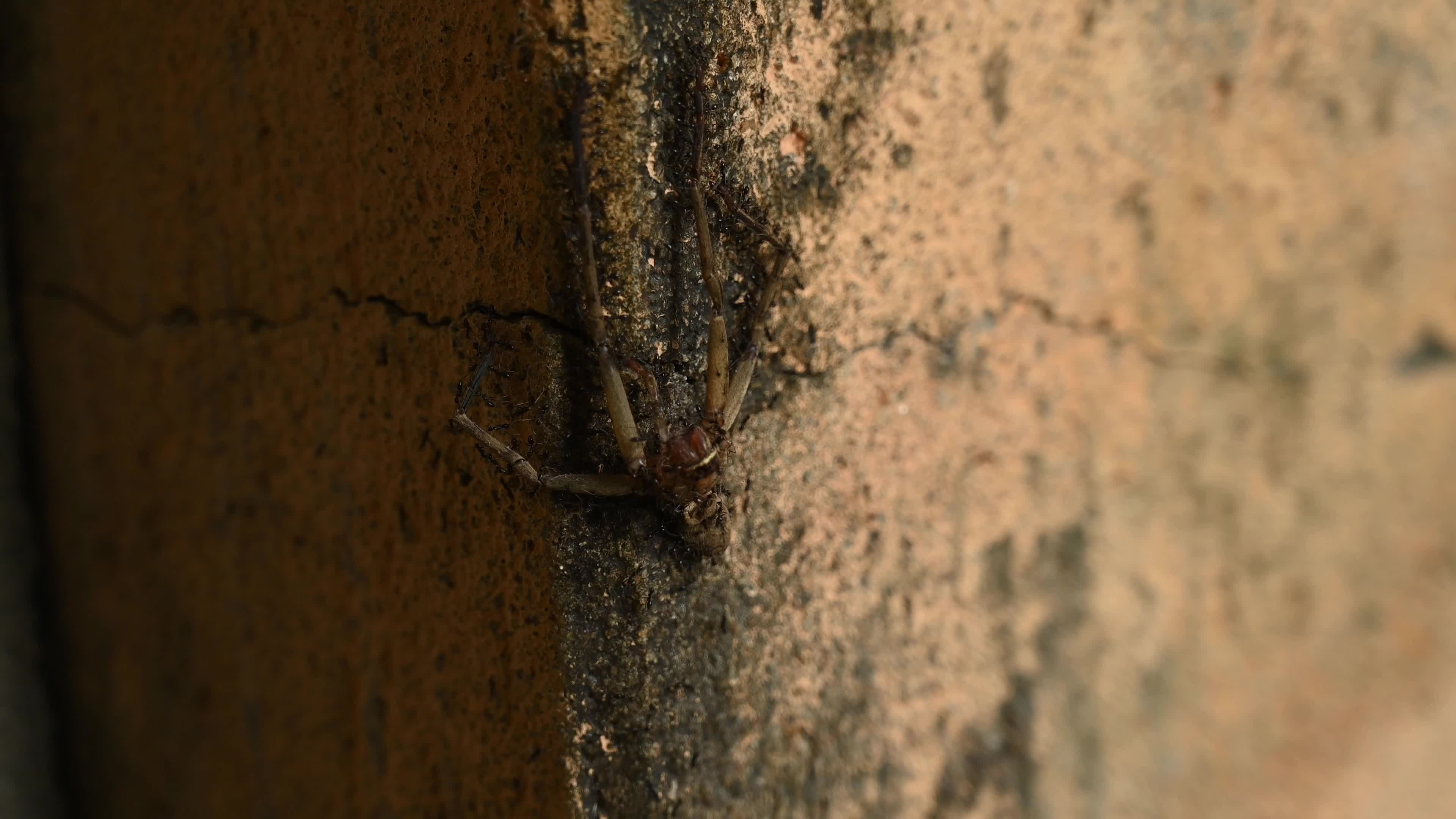 Longhorn Crazy Ant (Paratrechina Longicornis) - Huntsman spider - Domestic Pest