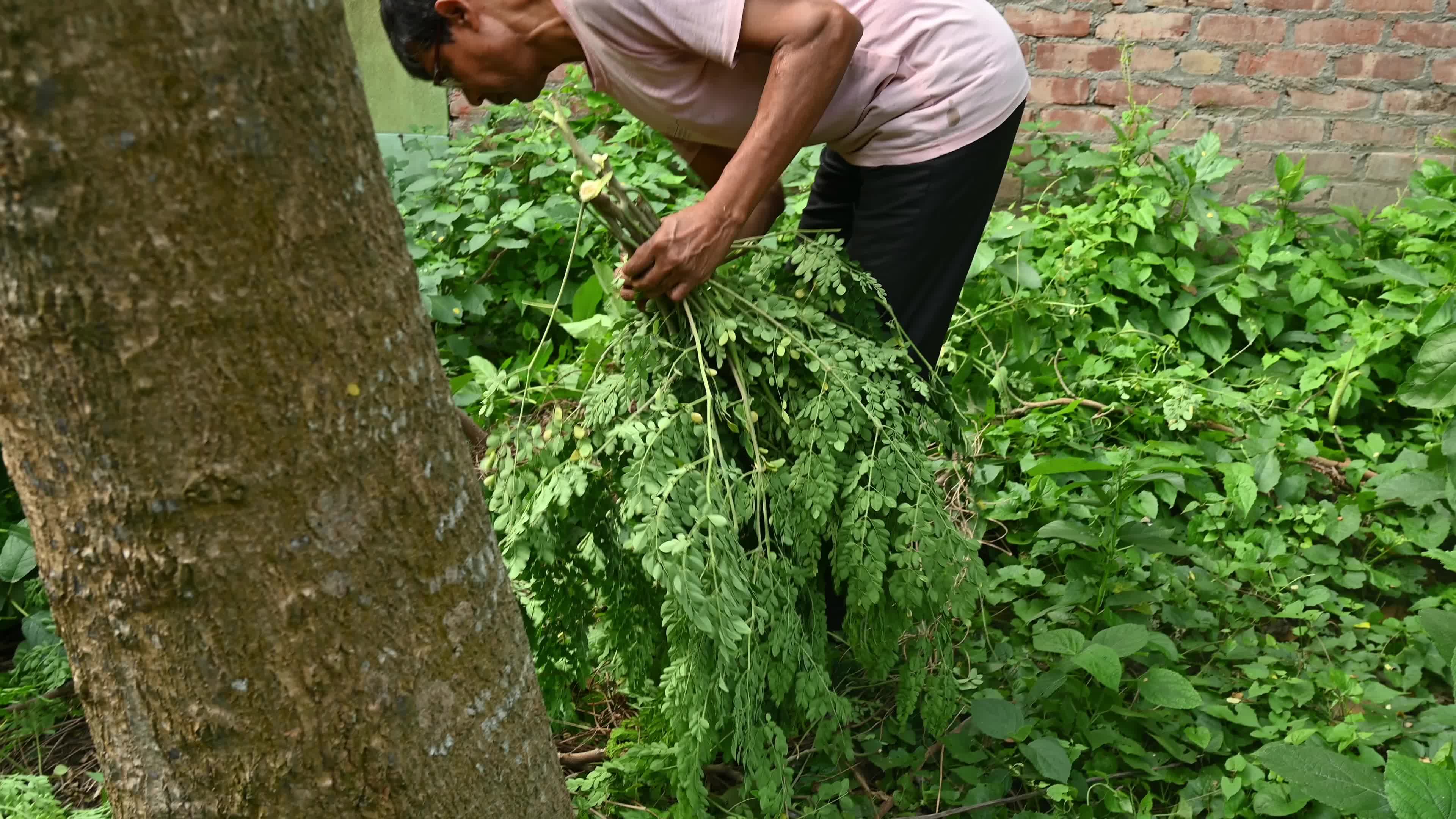 The Miracle Tree Moringa - Moringa Leaves