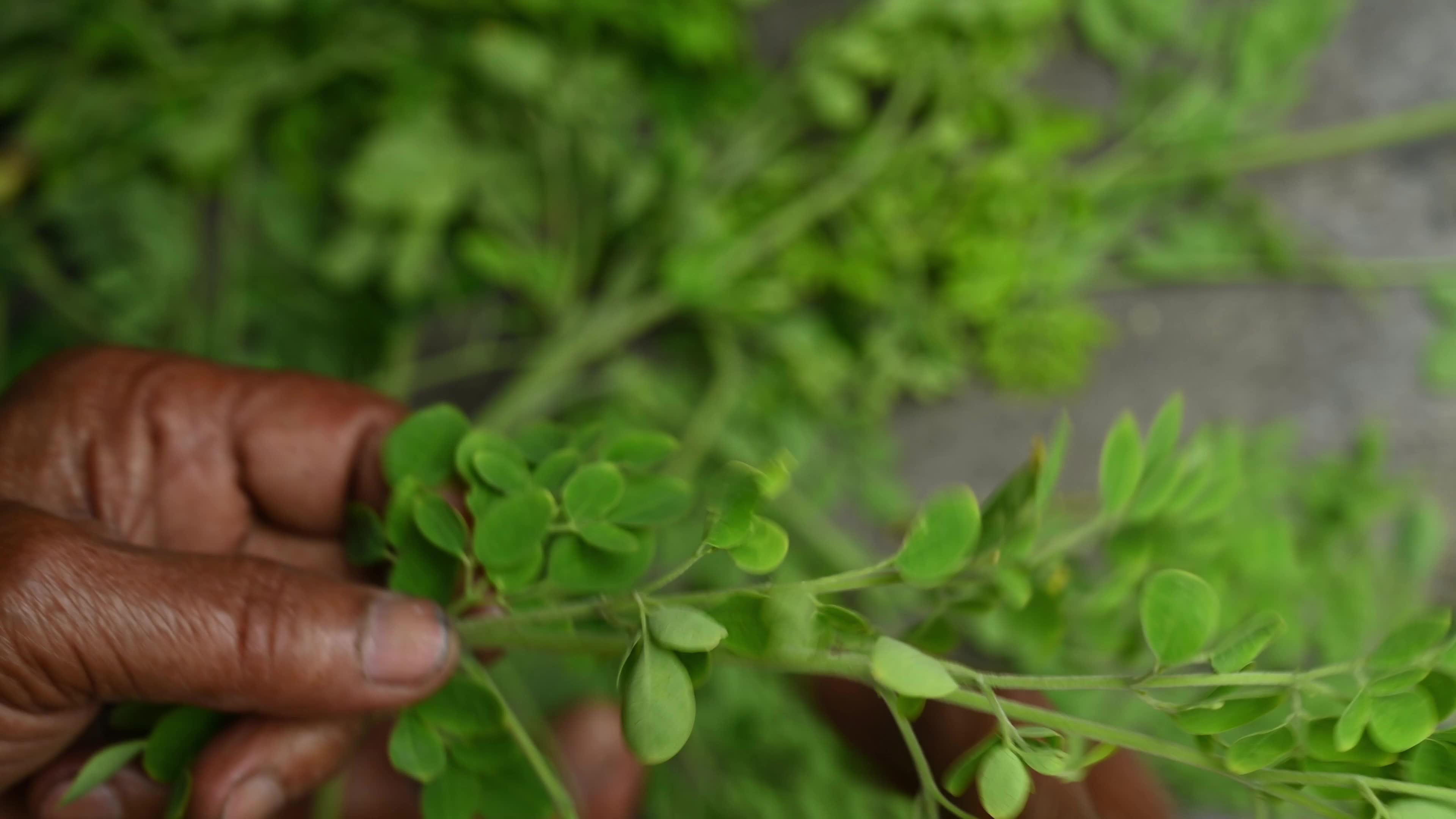 The Miracle Tree Moringa - Moringa Leaves