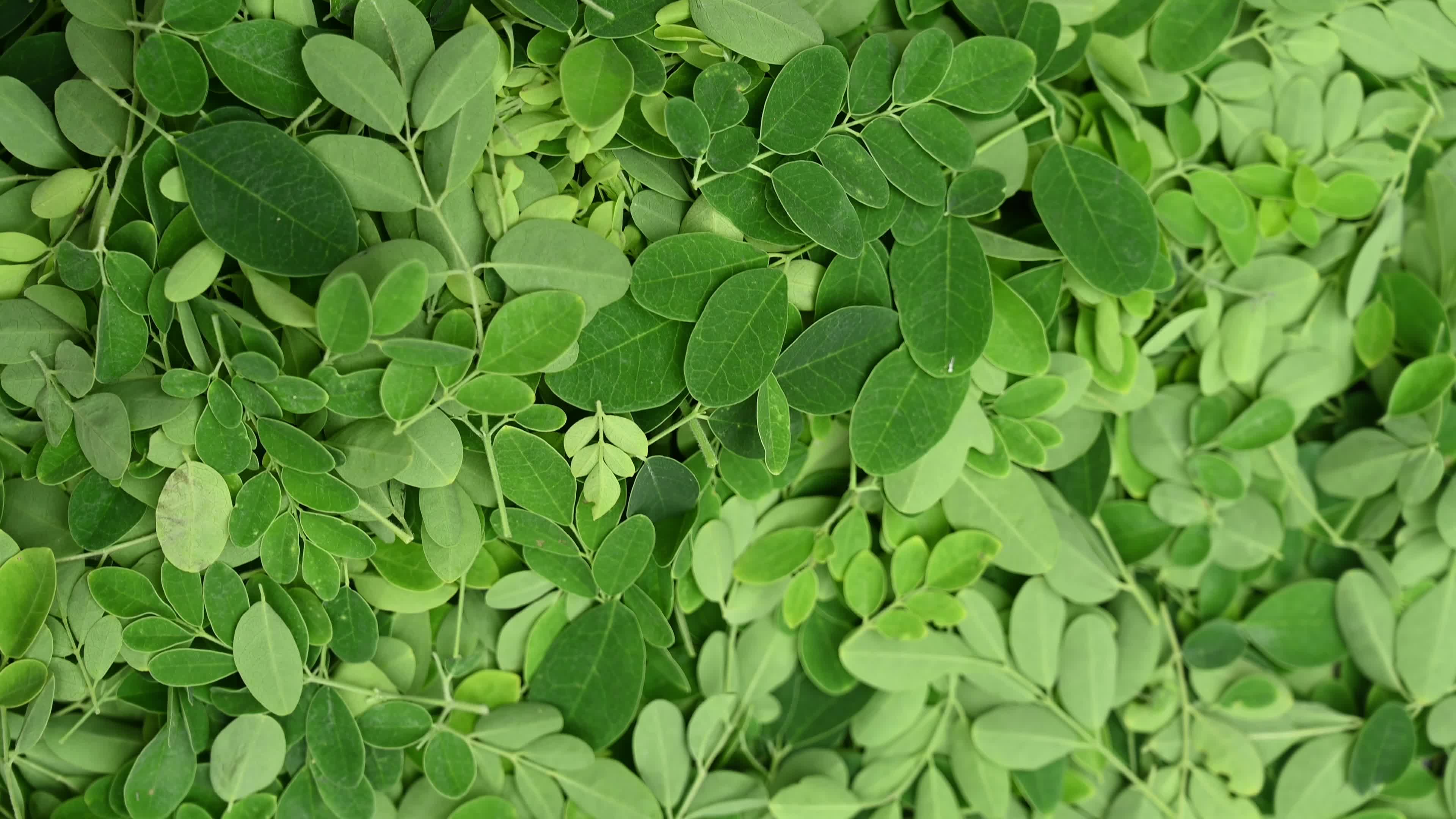 The Miracle Tree Moringa - Moringa Leaves