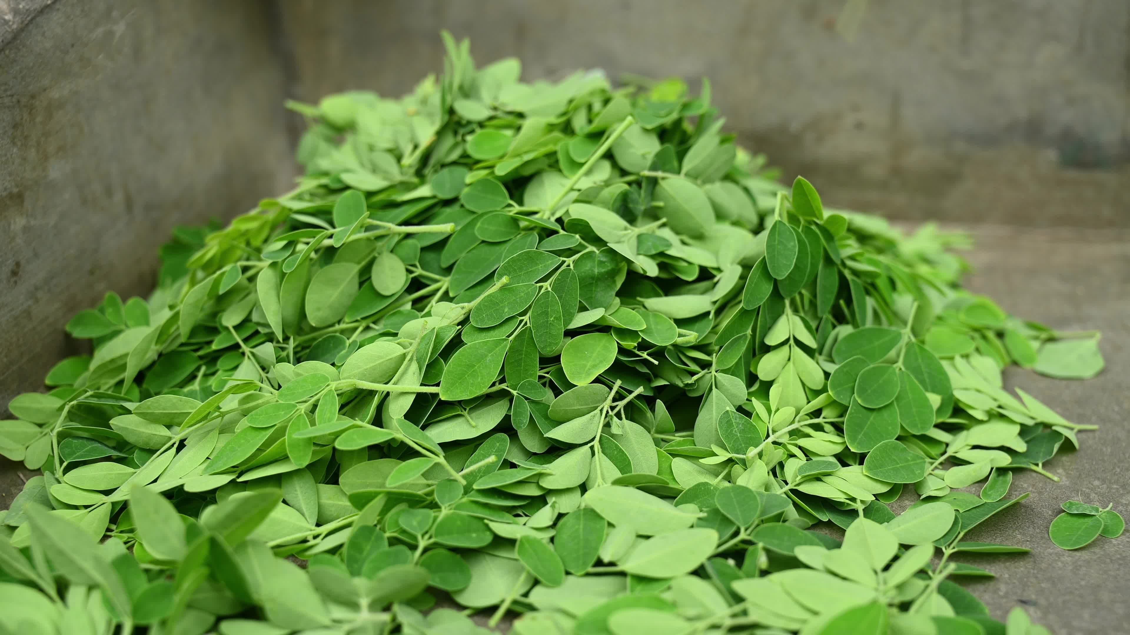 The Miracle Tree Moringa - Moringa Leaves