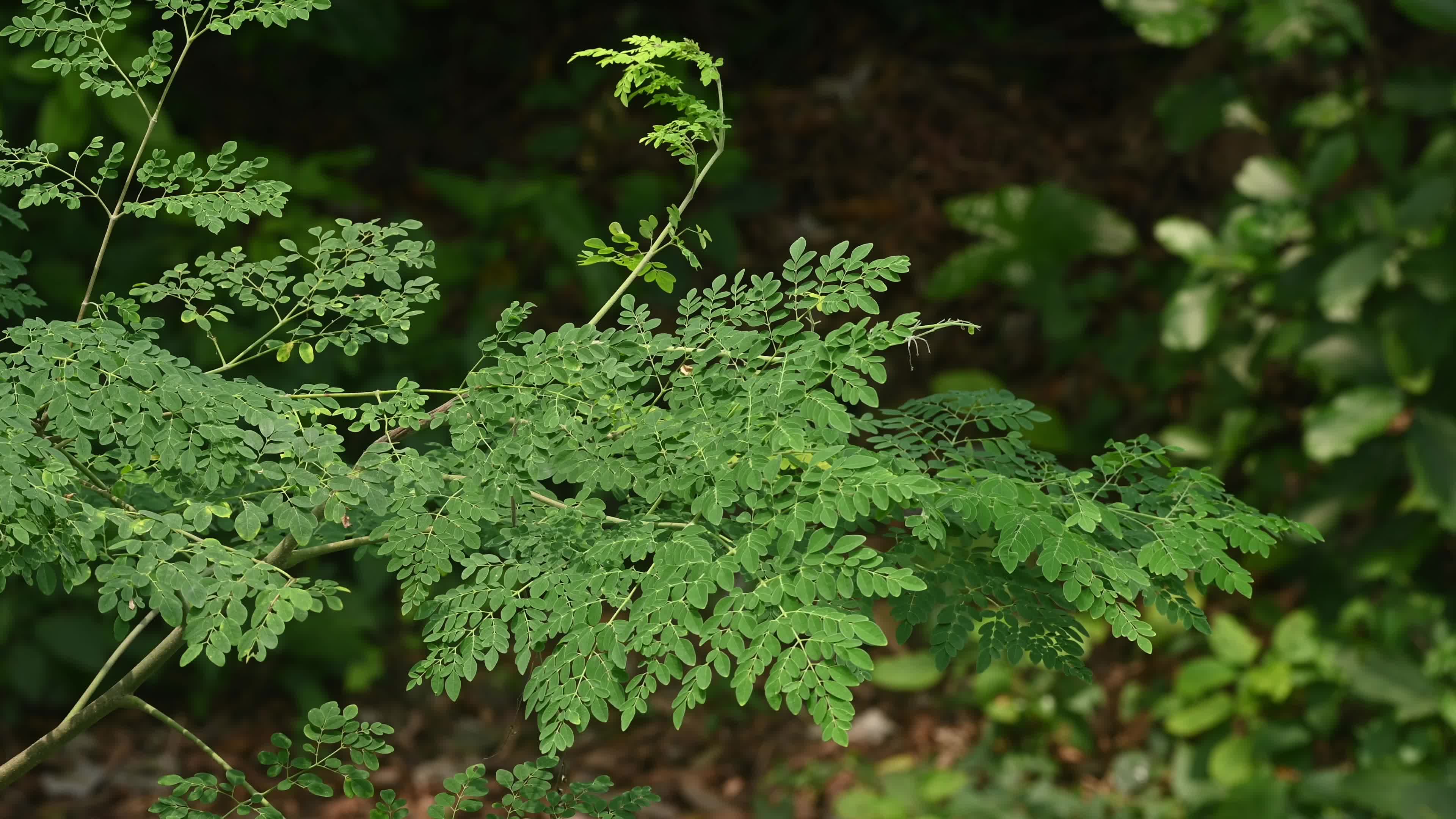 The Miracle Tree Moringa - Moringa Leaves