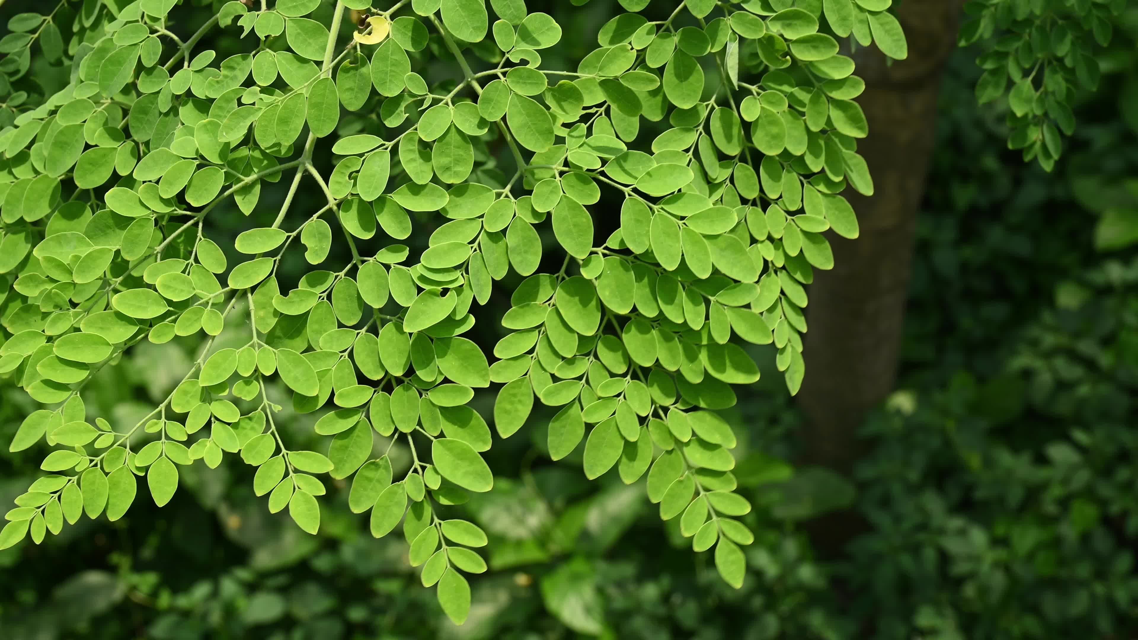 The Miracle Tree Moringa - Moringa Leaves