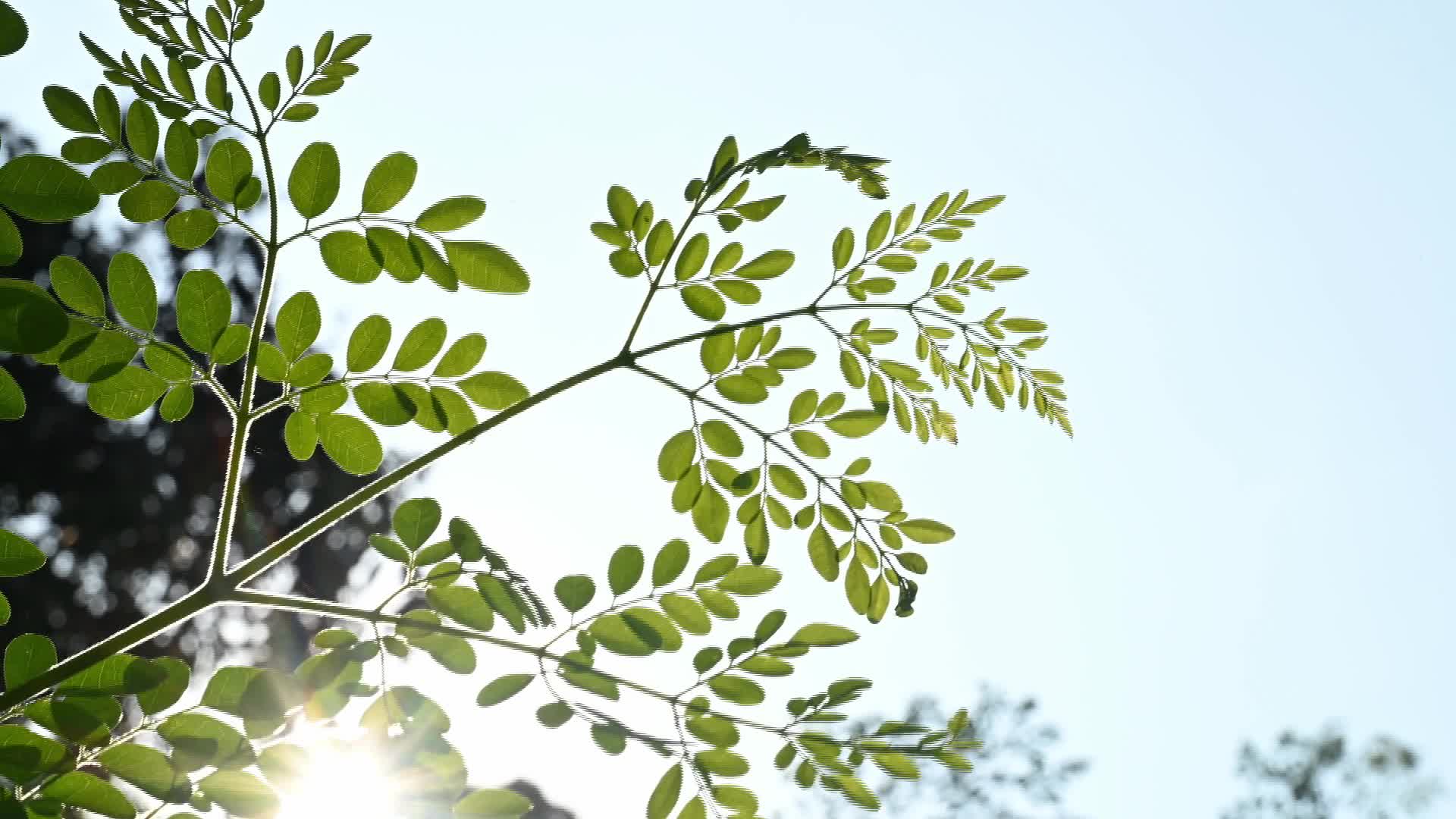The Miracle Tree Moringa - Moringa Leaves - 03/24/2026