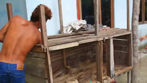 Indonesian Man Playing With Wild Cobras