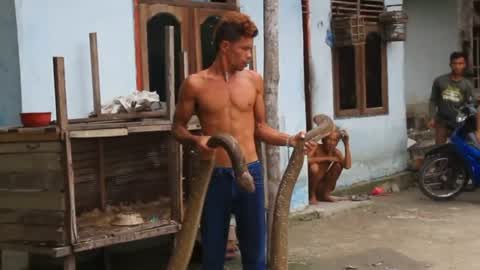 Indonesian Man Playing With Wild Cobras