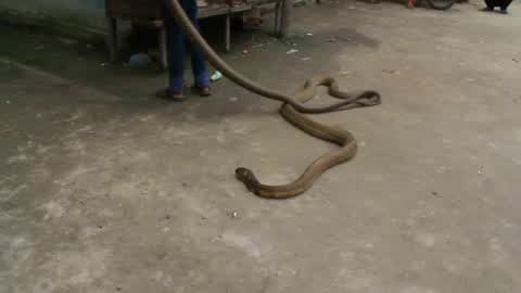 Indonesian Man Playing With Wild Cobras