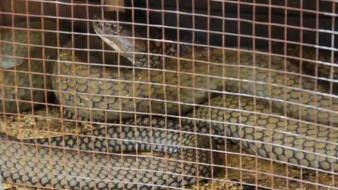 Indonesian Man Playing With Wild Cobras