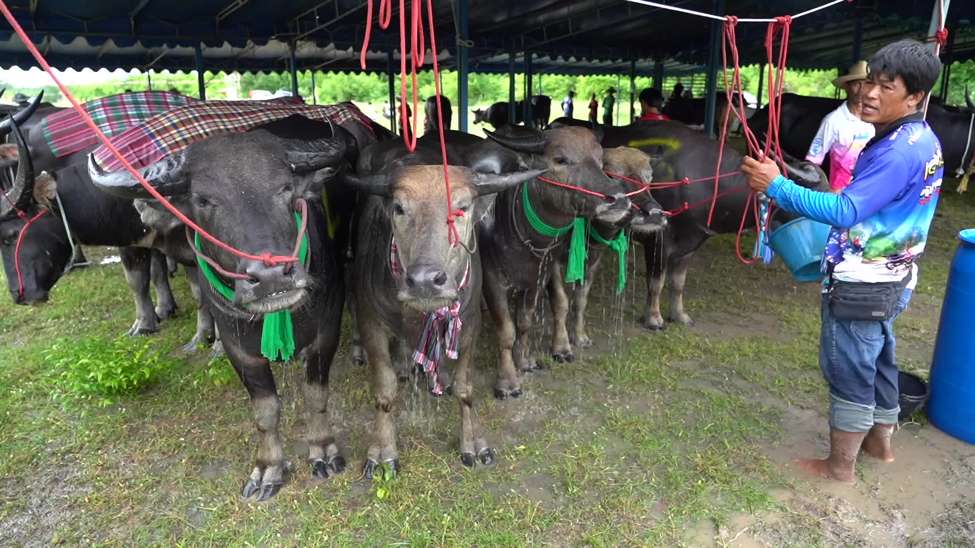 Water Buffalo Race Festival in Chonburi.