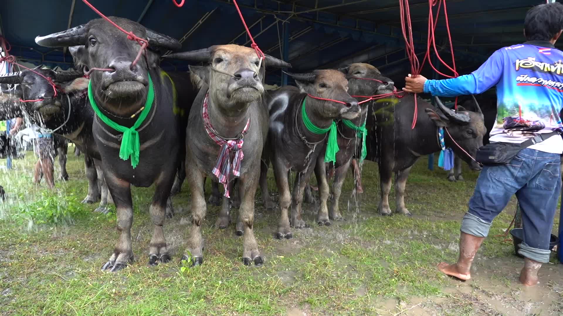 Water Buffalo Race Festival in Chonburi.