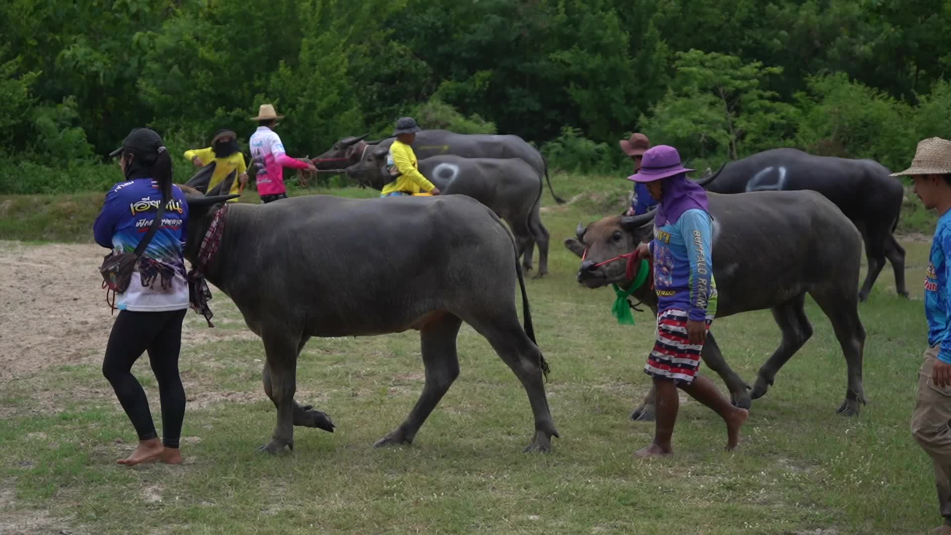 Water Buffalo Race Festival in Chonburi.