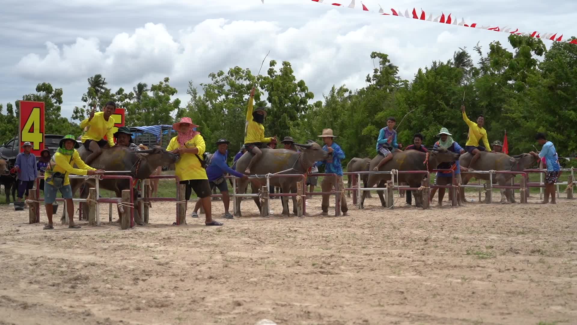 Water Buffalo Race Festival in Chonburi.