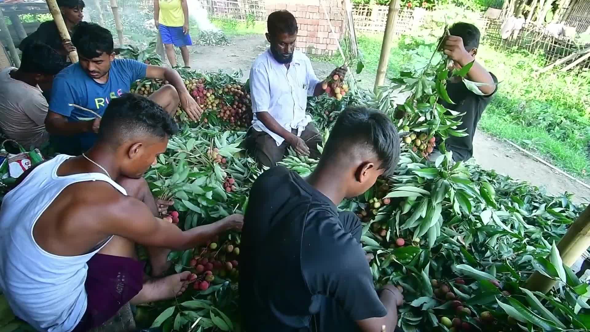 Lychees harvest in India