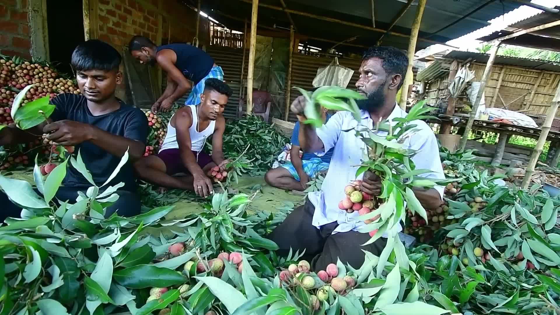 Lychees harvest in India
