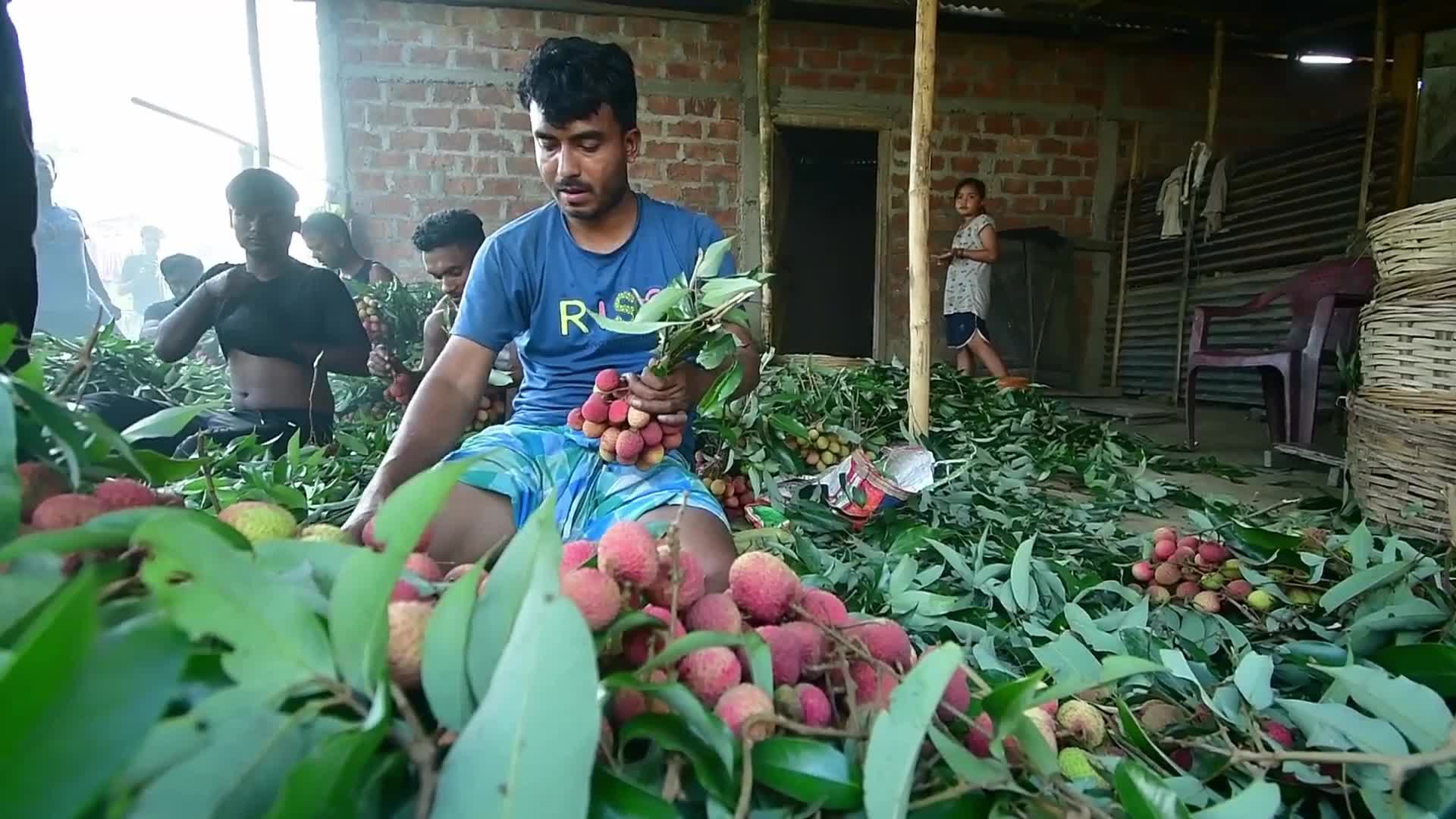 Lychees harvest in India