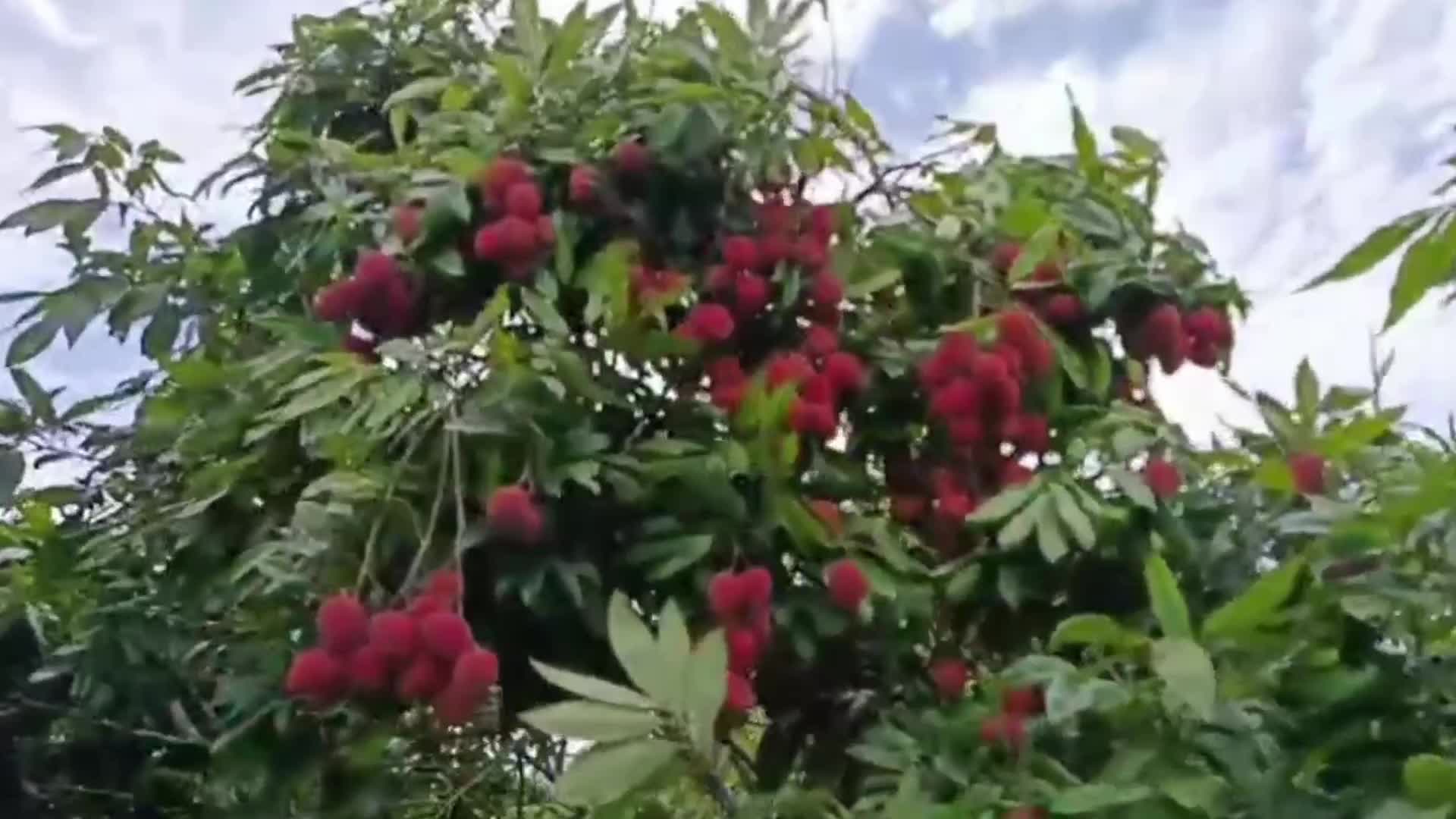 Lychees harvest in India