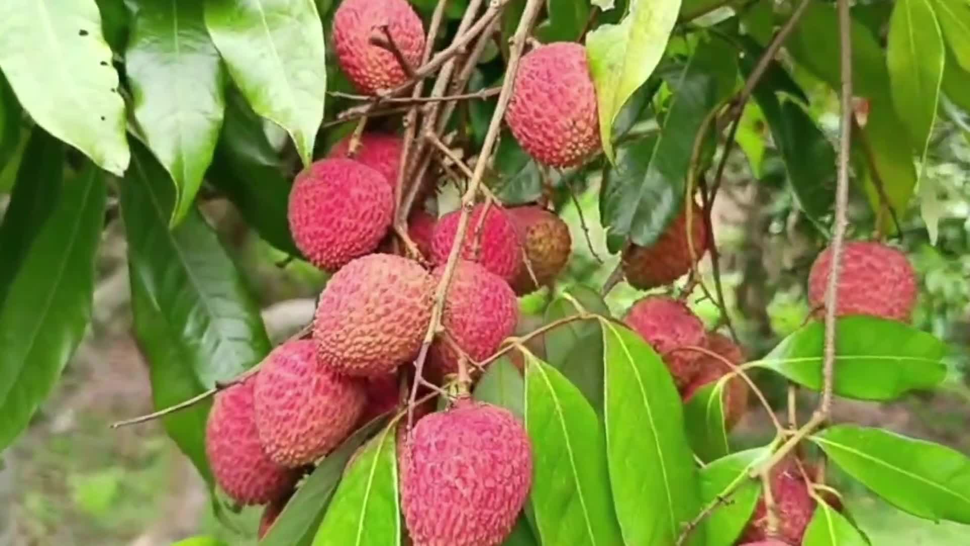 Lychees harvest in India