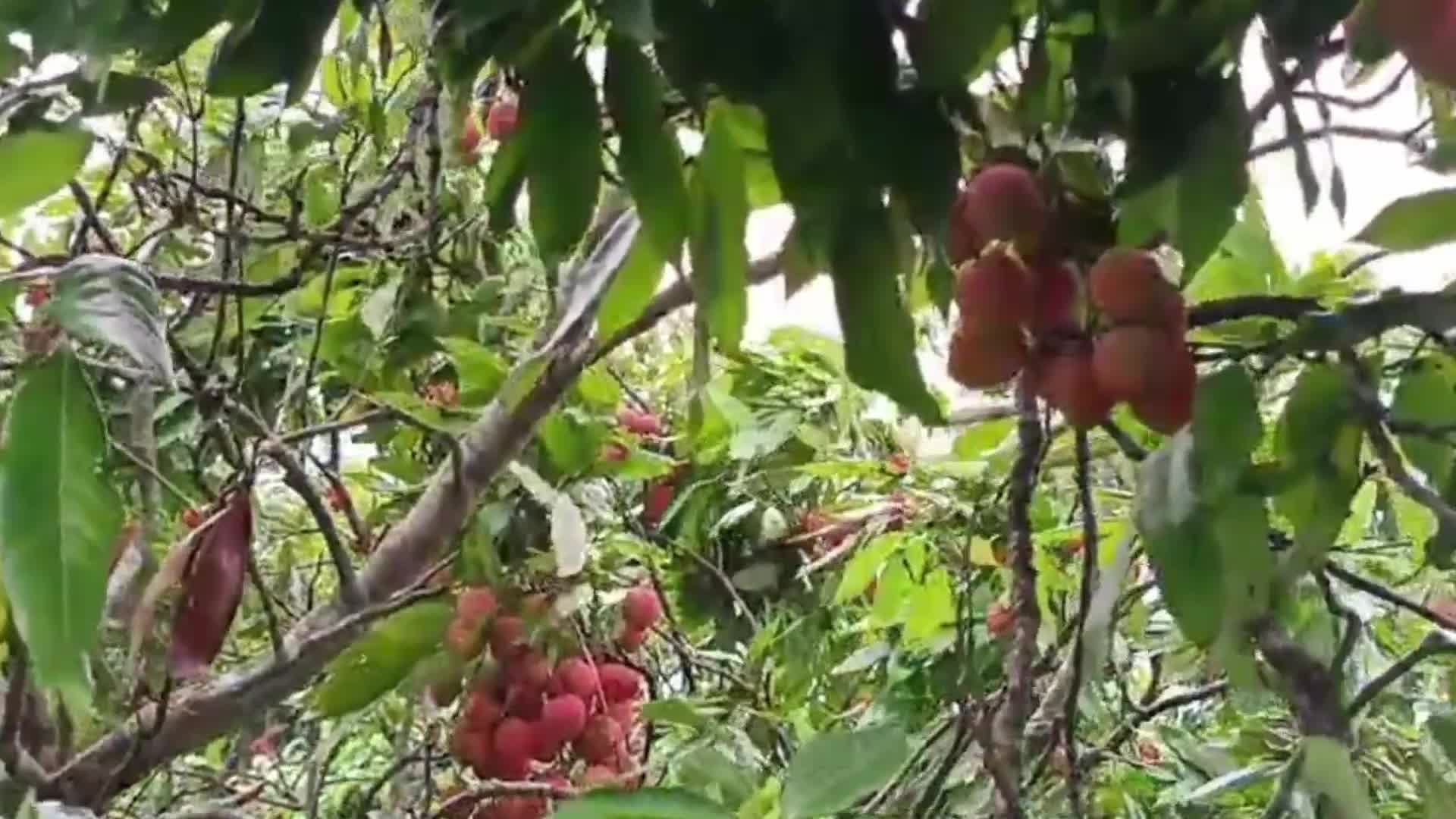 Lychees harvest in India