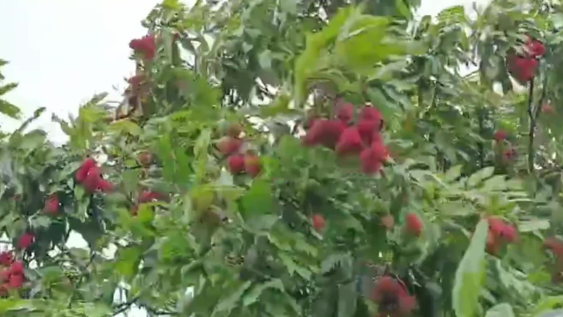 Lychees harvest in India