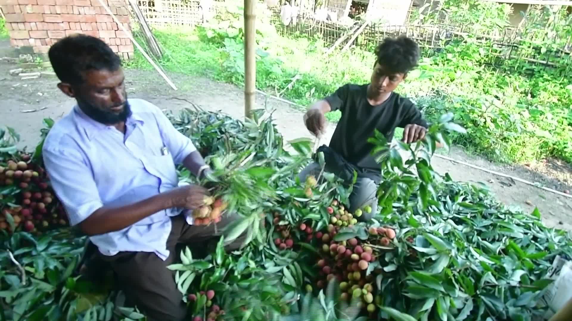 Lychees harvest in India - 05/31/2026