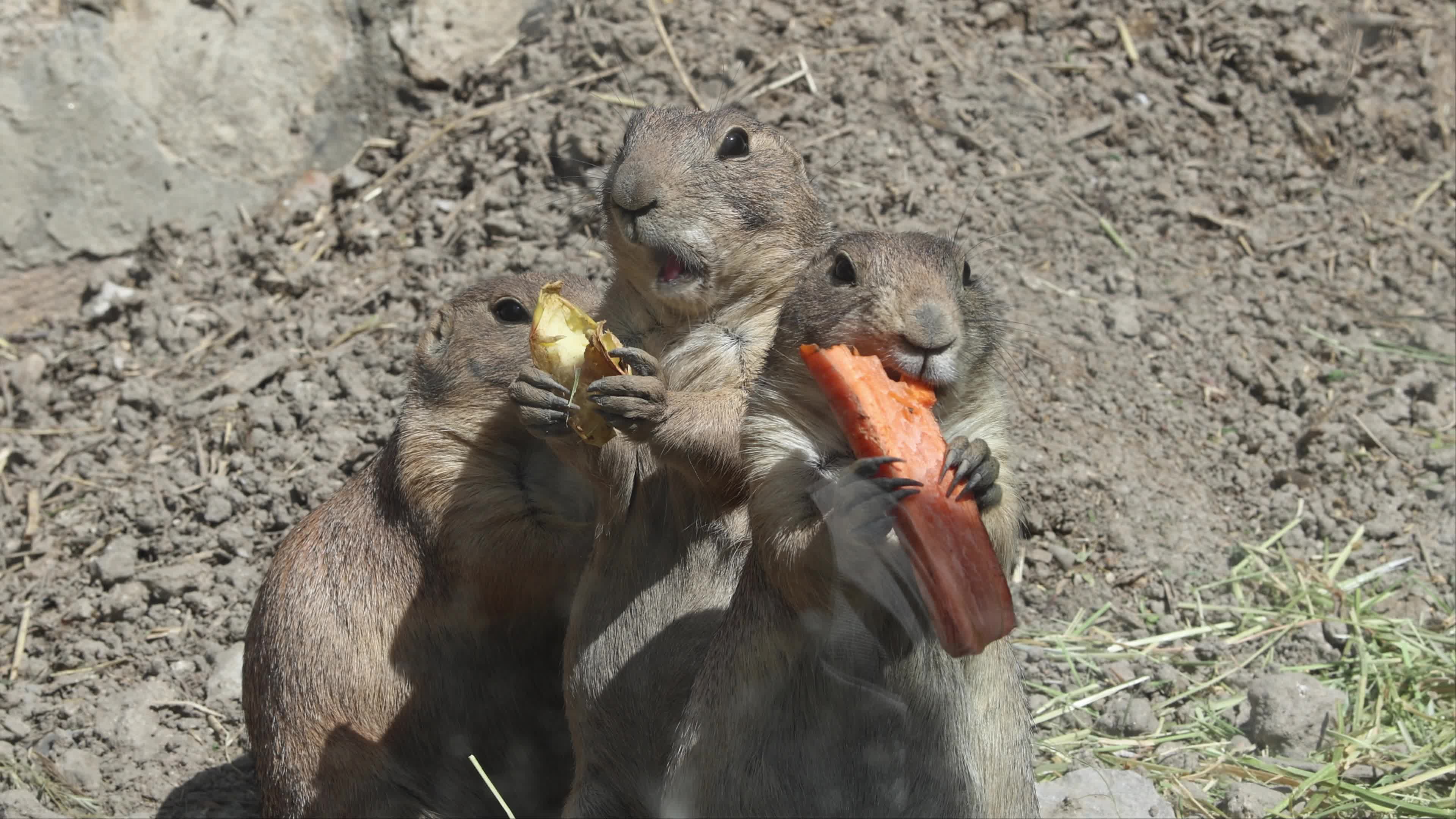 Belgrade Zoo