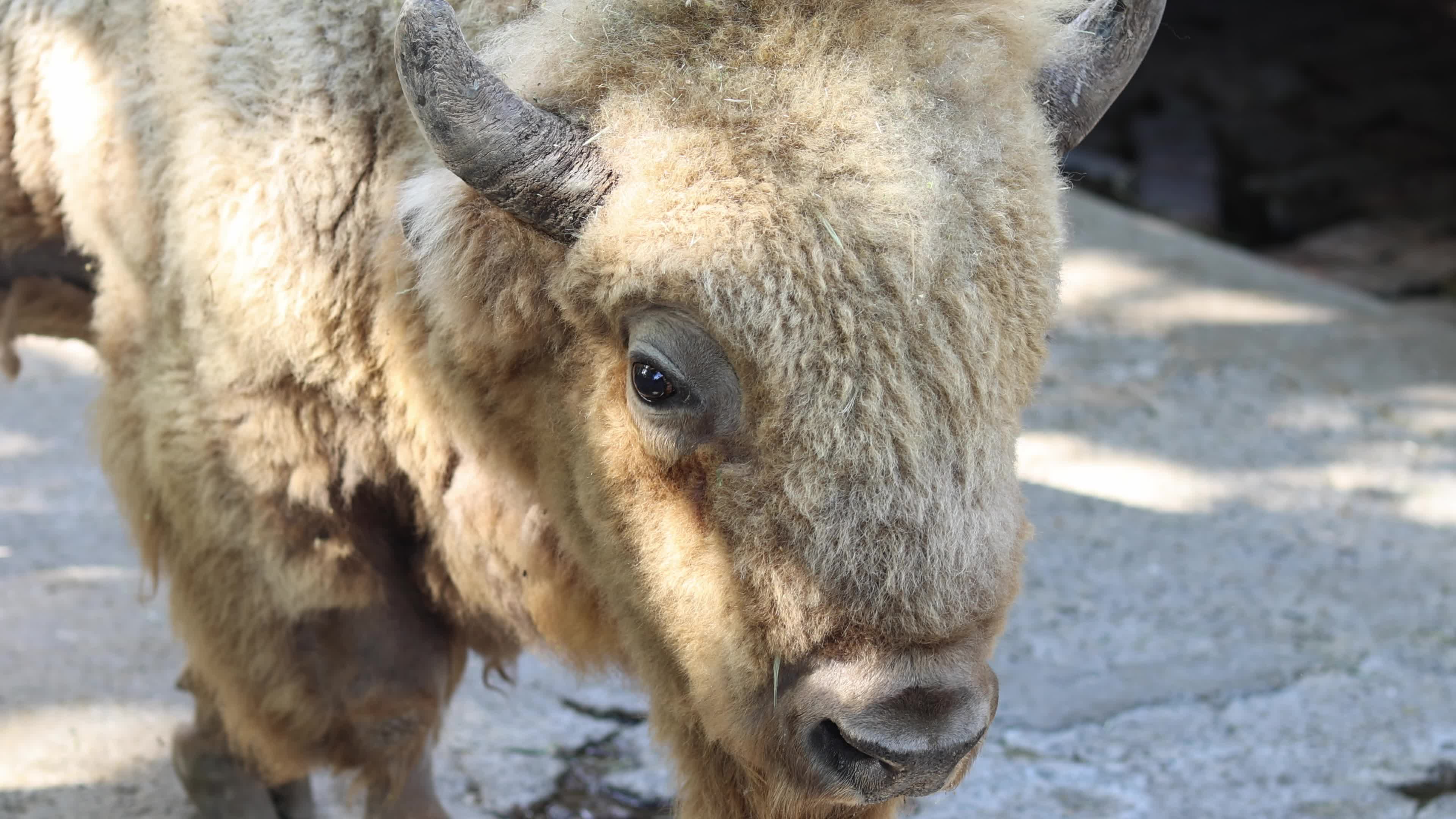 Belgrade Zoo