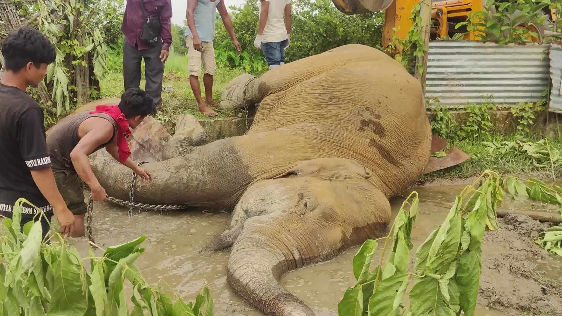 Carcass of a male wild elephant found in Assam , India