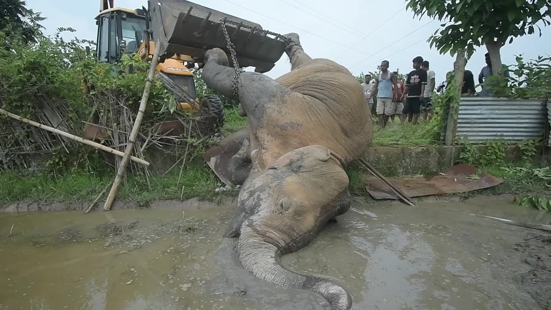 Carcass of a male wild elephant found in Assam , India