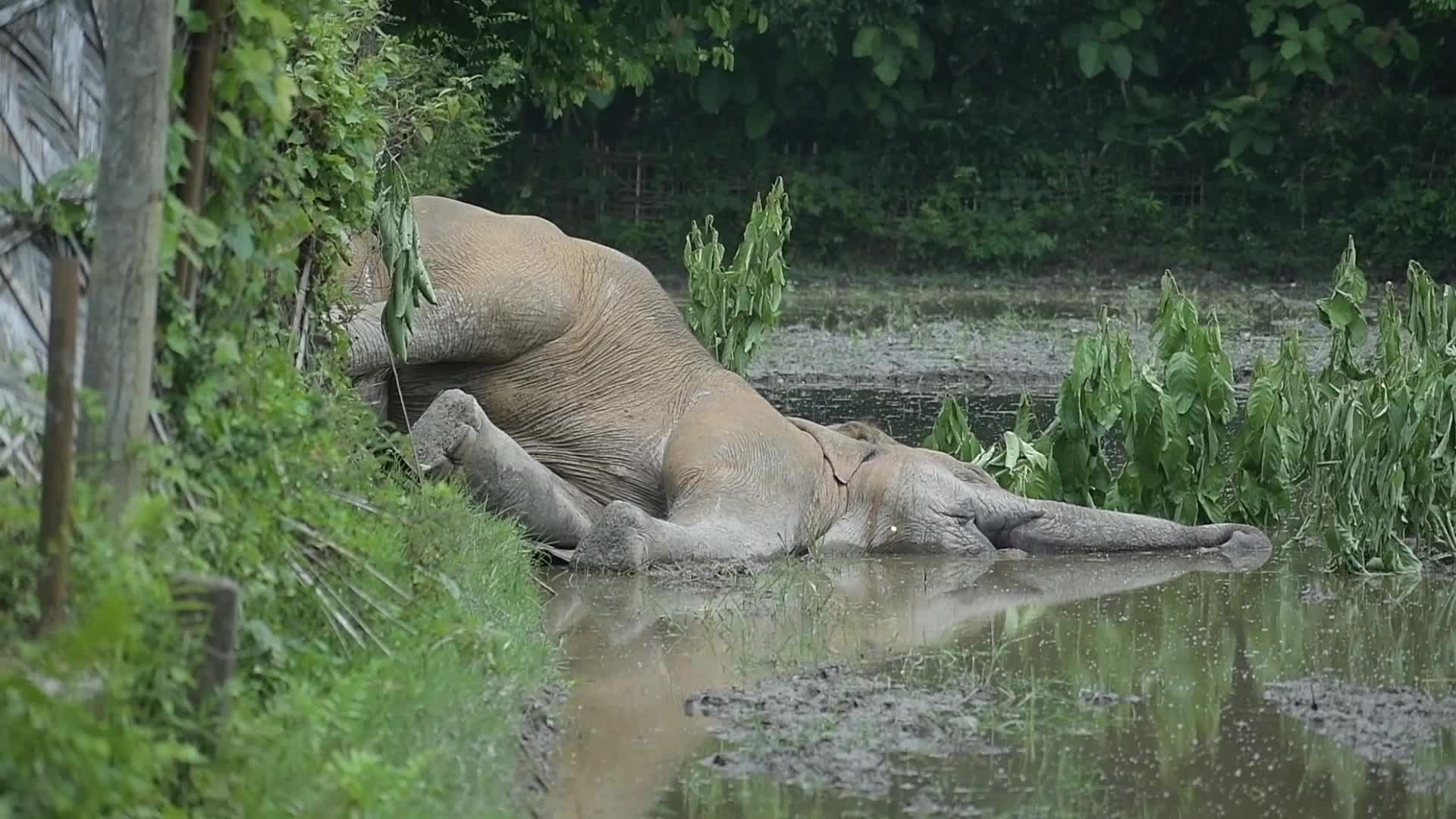 Carcass of a male wild elephant found in Assam , India