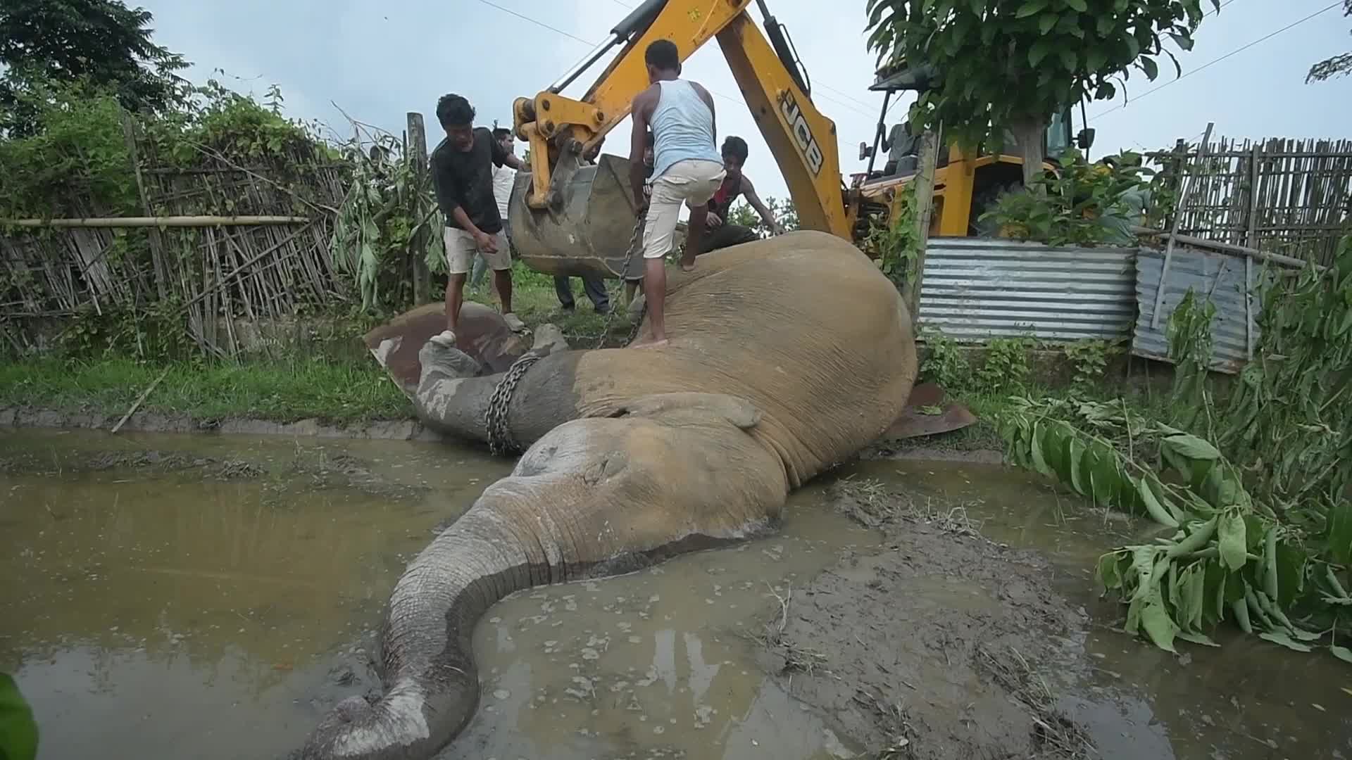 Carcass of a male wild elephant found in Assam , India