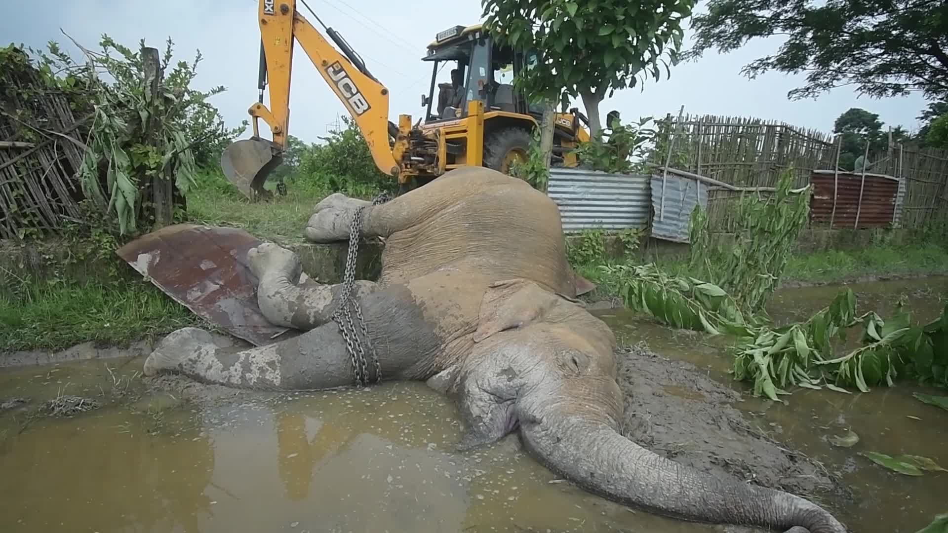 Carcass of a male wild elephant found in Assam , India