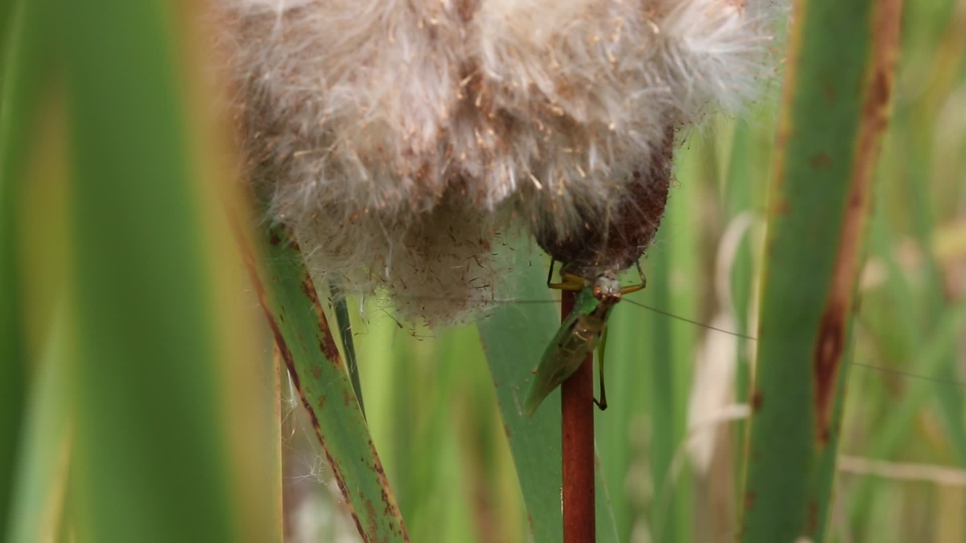 Black-legged meadow katydid